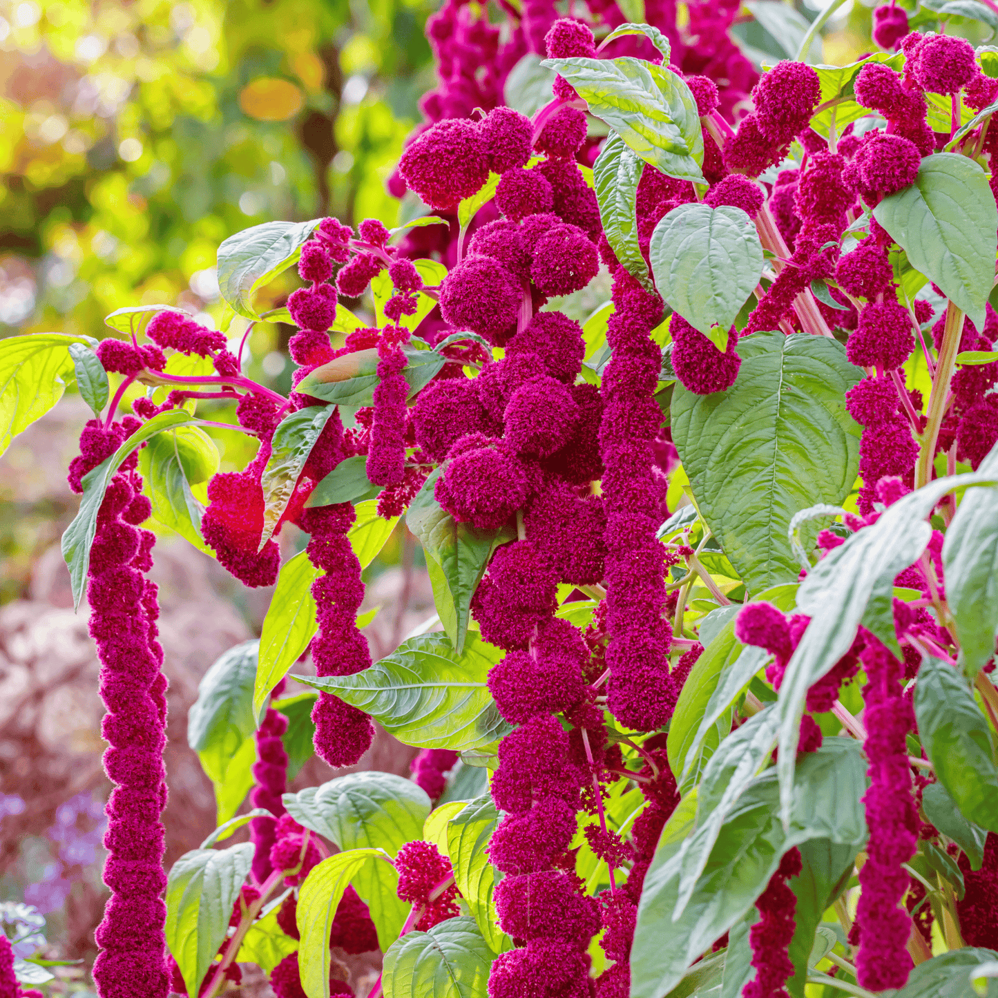 Love Lies Bleeding Amaranth ā 250 Seeds