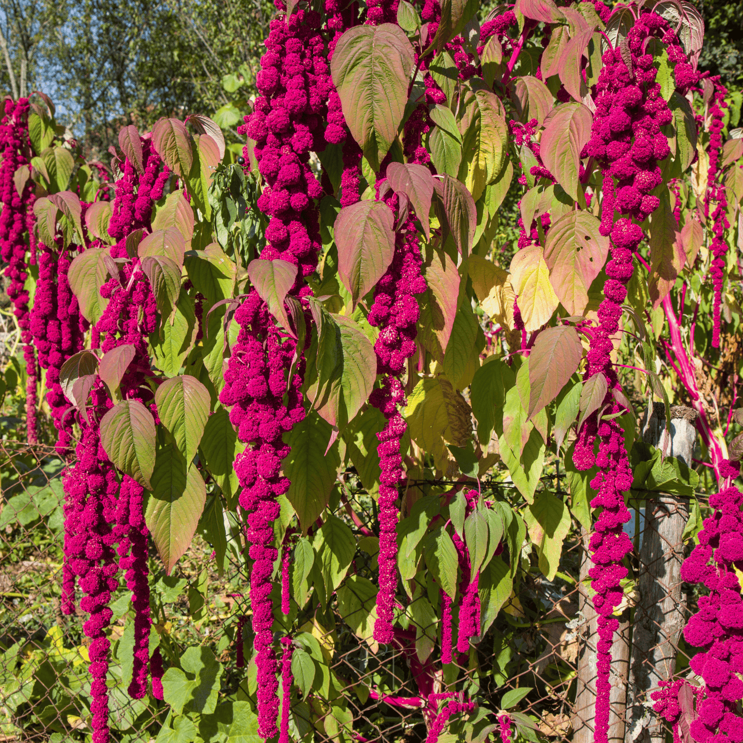 Love Lies Bleeding Amaranth ā 250 Seeds