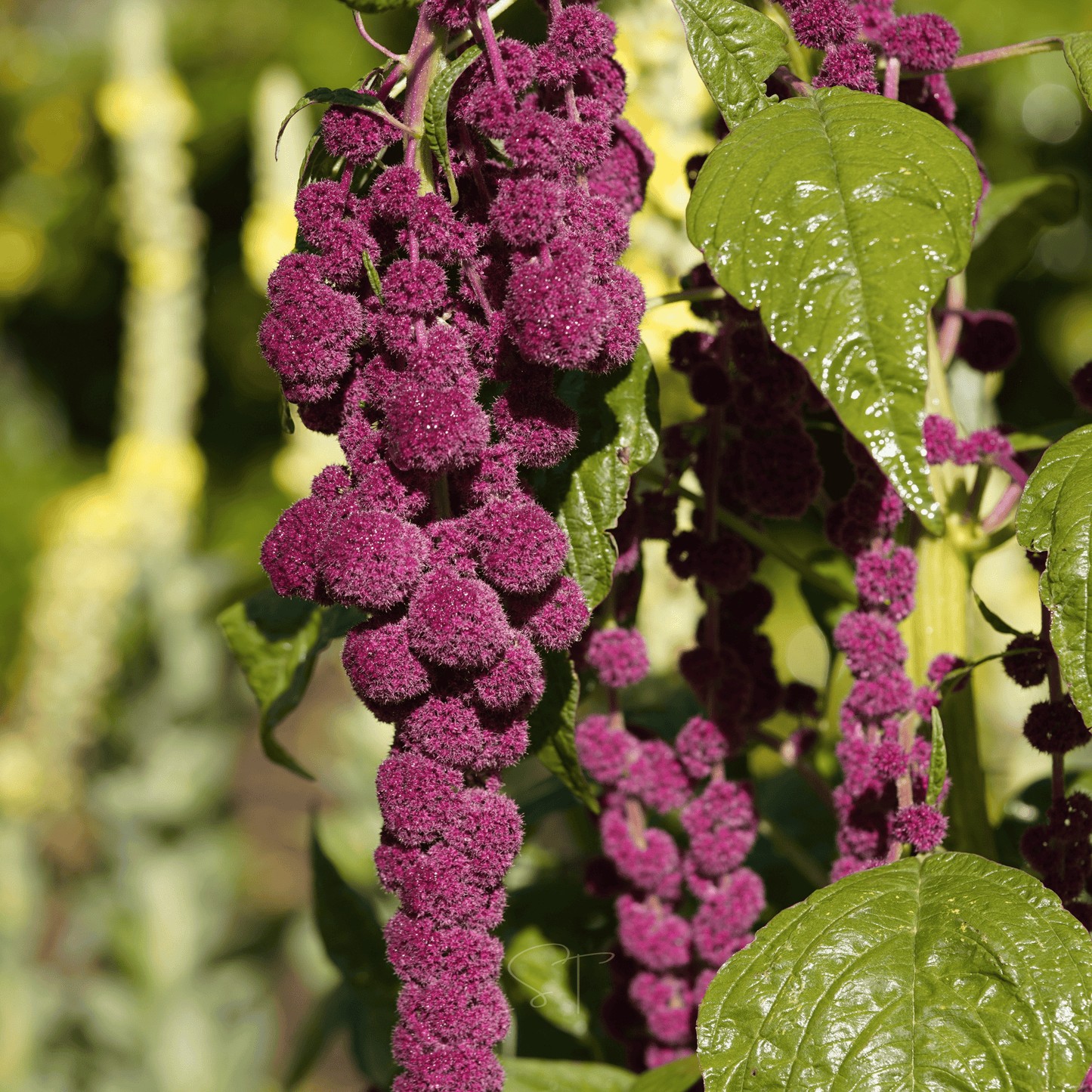Love Lies Bleeding Amaranth ā 250 Seeds