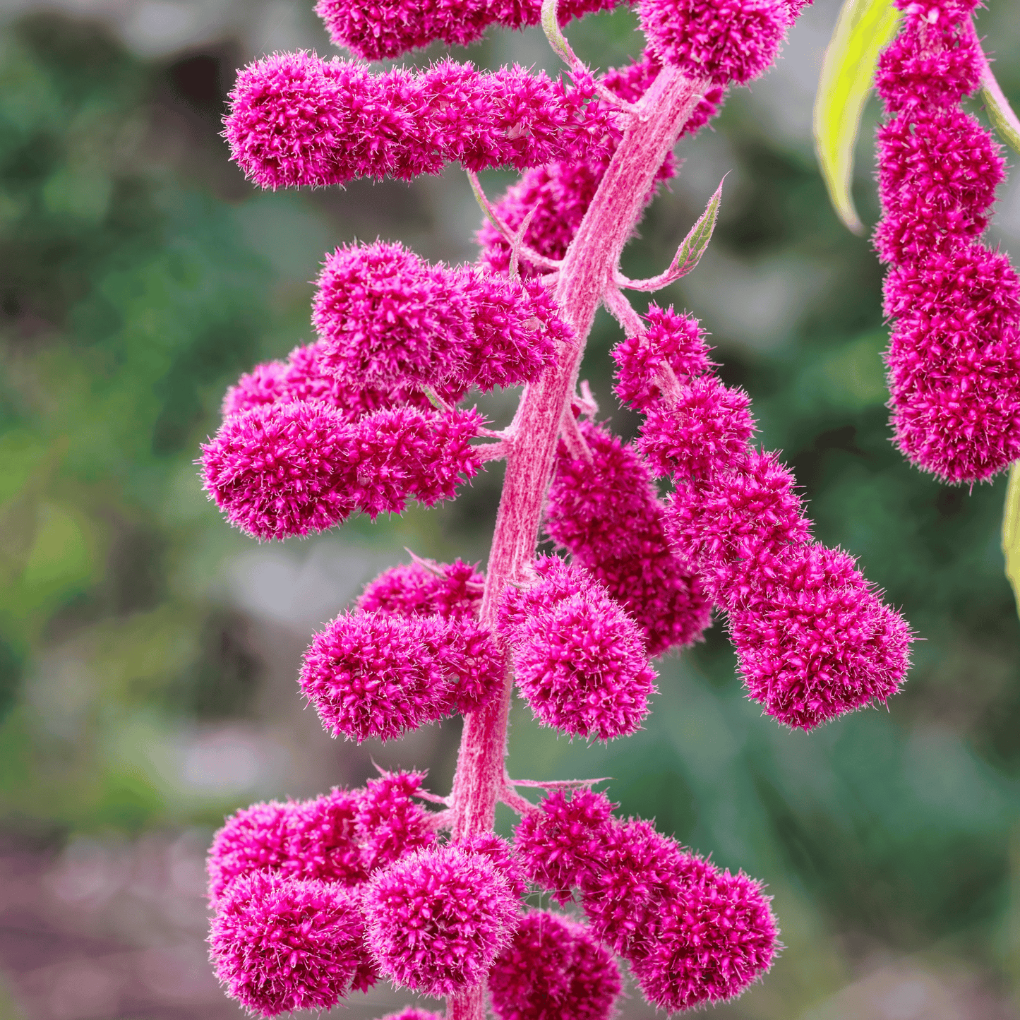 Love Lies Bleeding Amaranth ā 250 Seeds