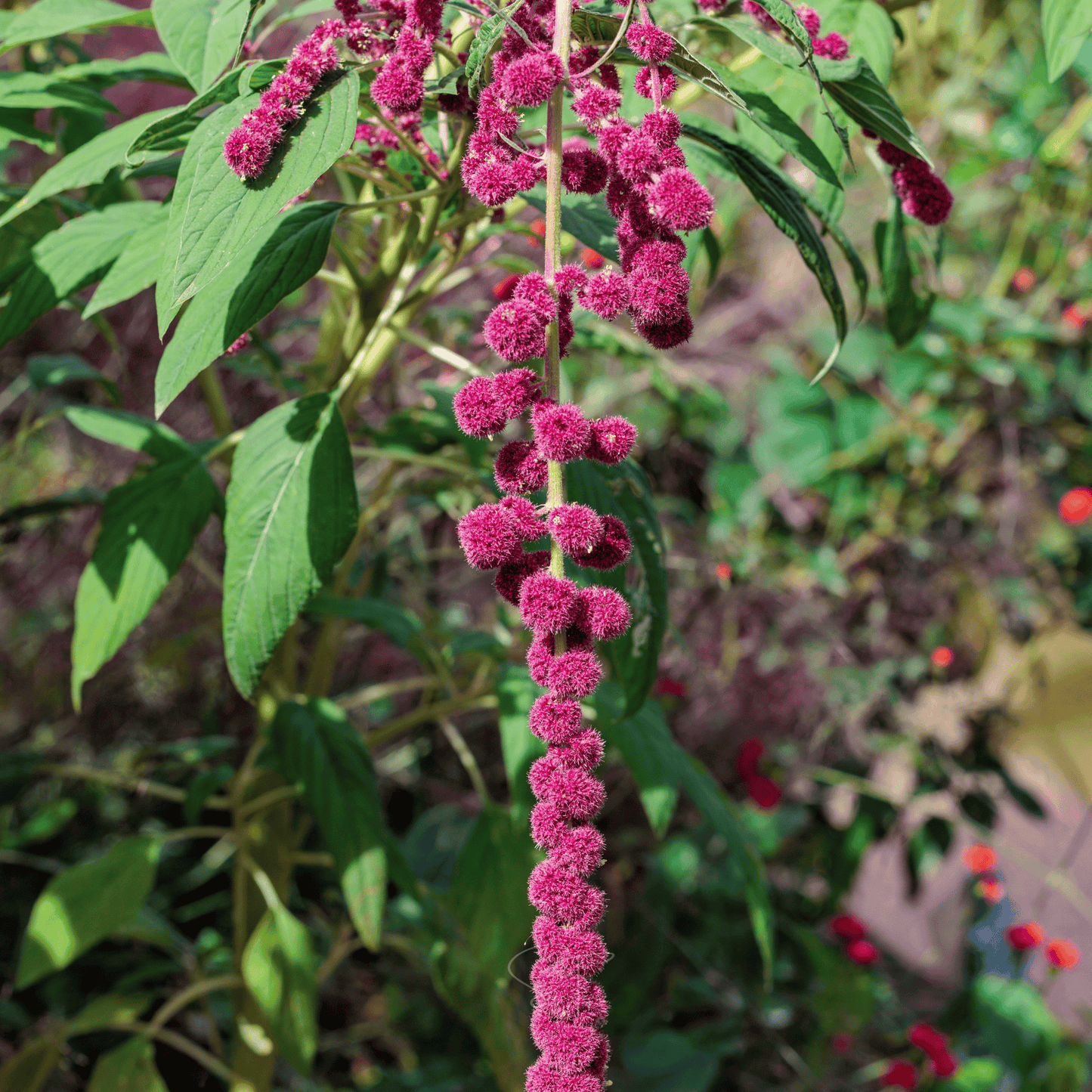 Love Lies Bleeding Amaranth ā 250 Seeds