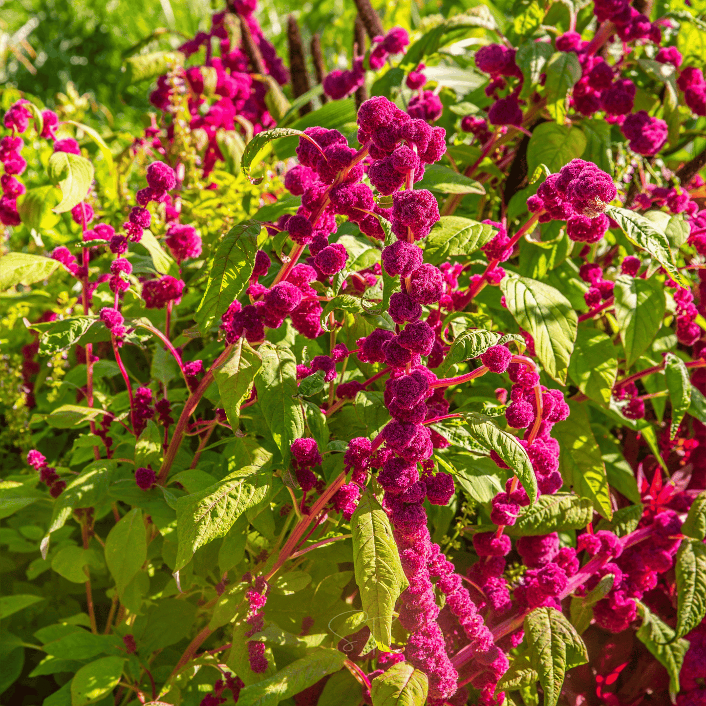 Love Lies Bleeding Amaranth ā 250 Seeds