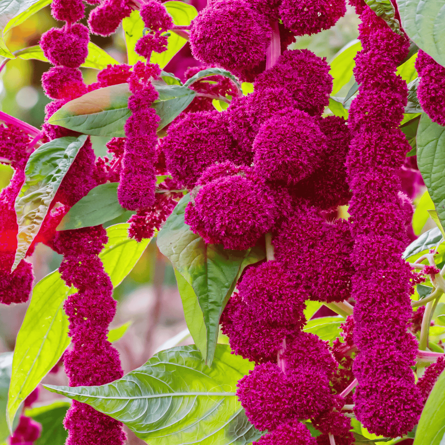 Love Lies Bleeding Amaranth ā 250 Seeds