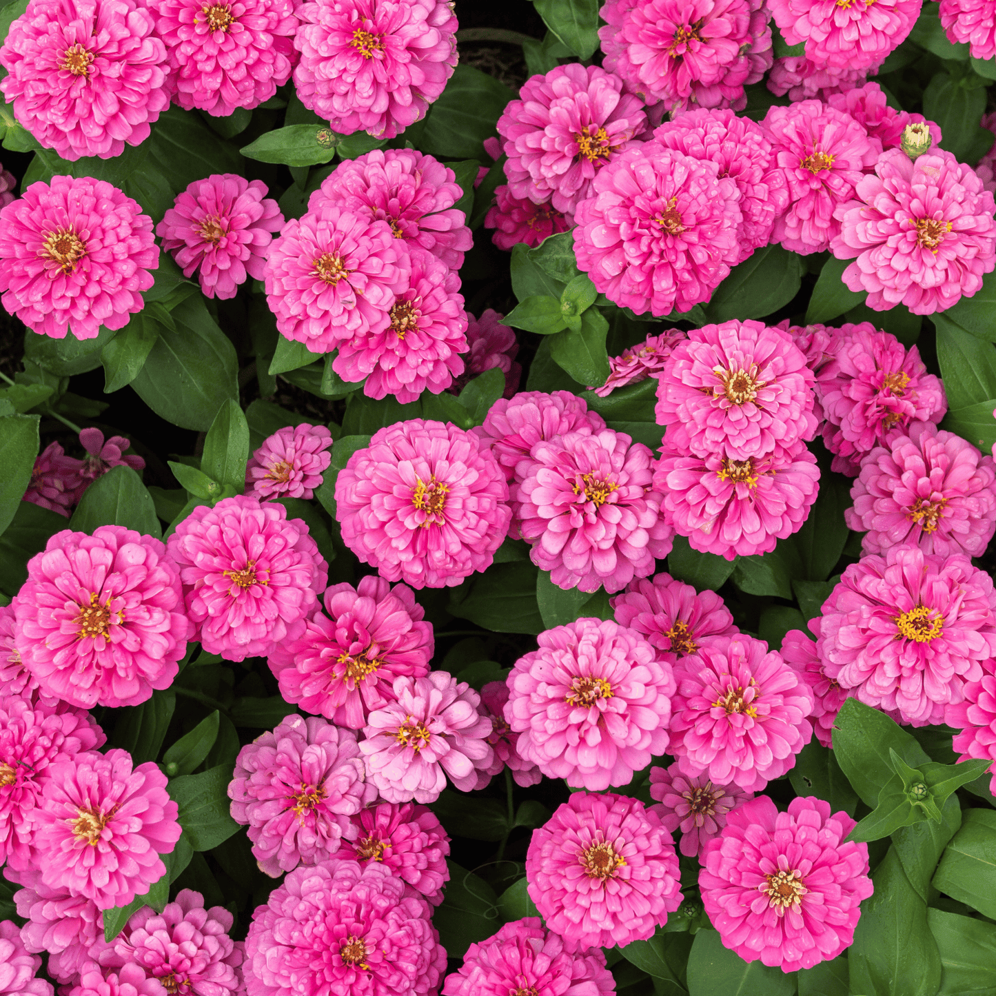 Luminosa Zinnia ā 100 Seeds
