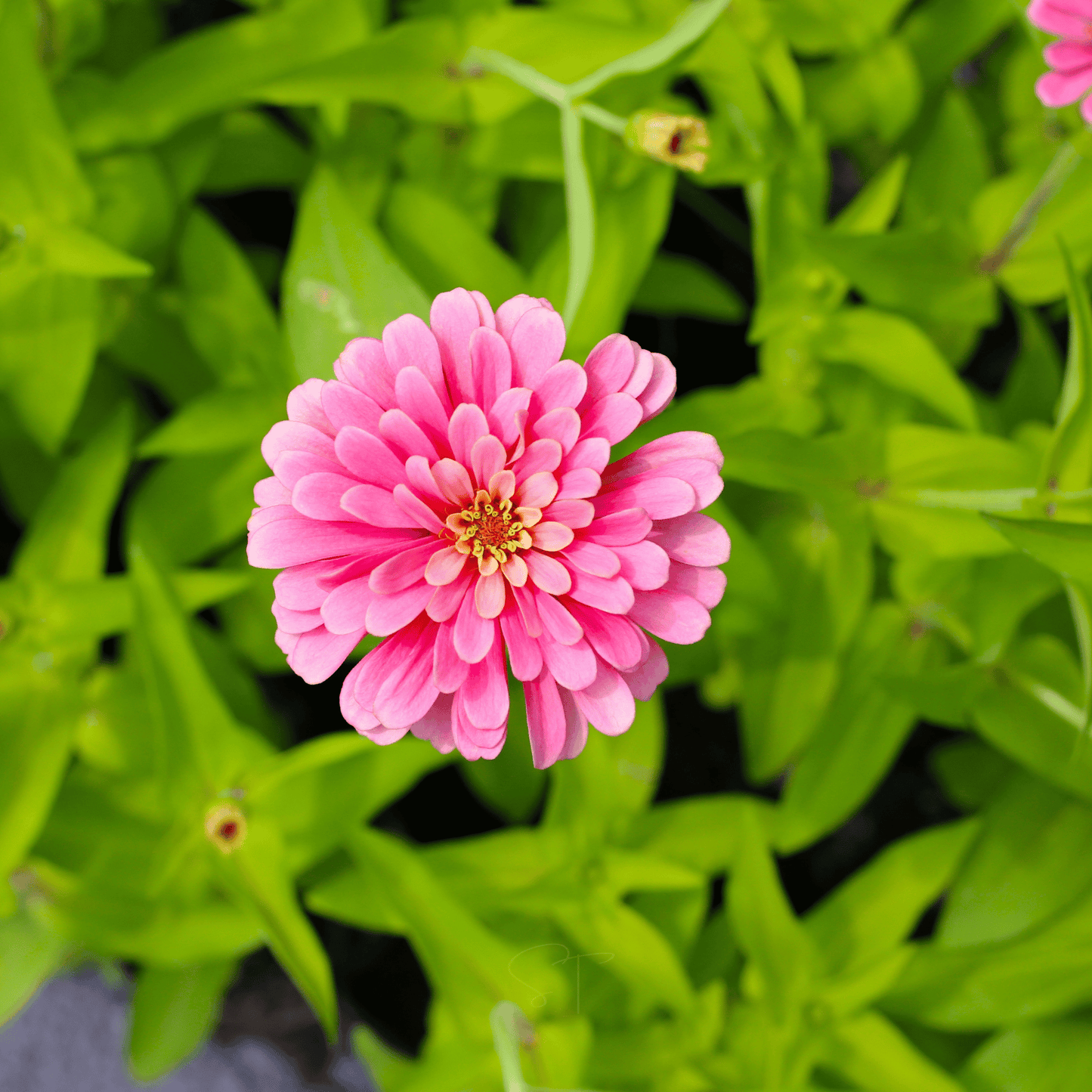 Luminosa Zinnia ā 100 Seeds