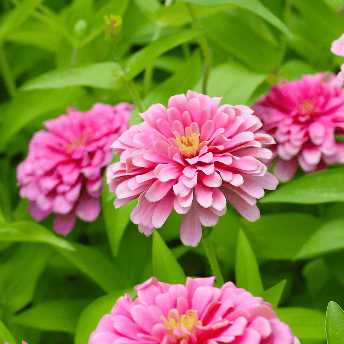 Luminosa Zinnia ā 100 Seeds