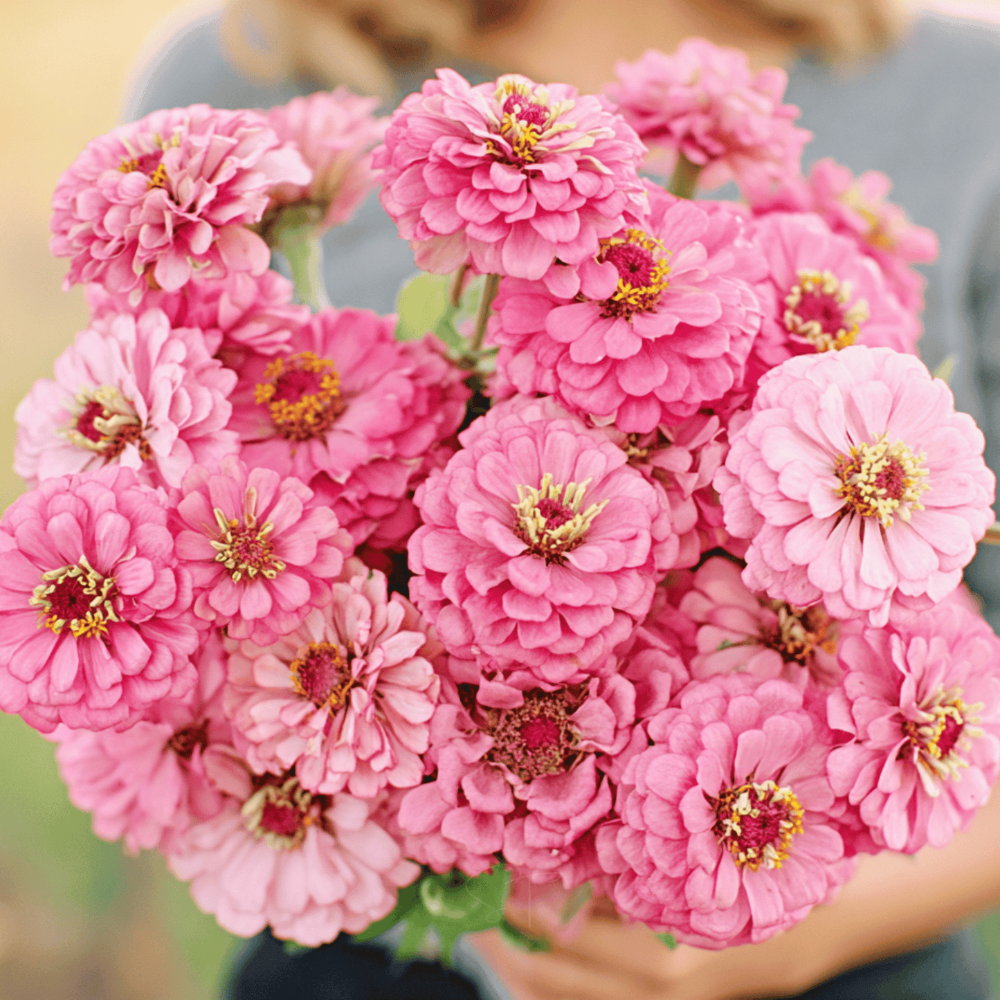 Luminosa Zinnia ā 100 Seeds