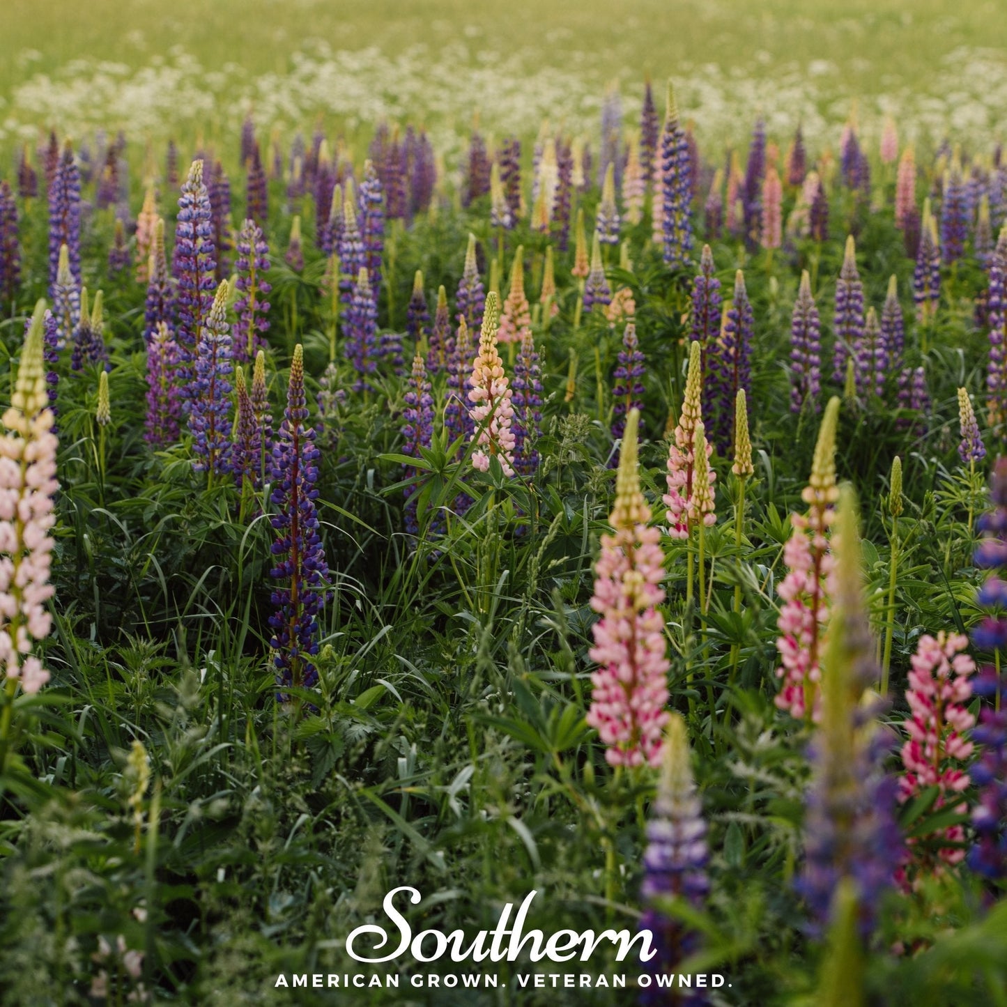 Perennial Lupine ā 50 Seeds