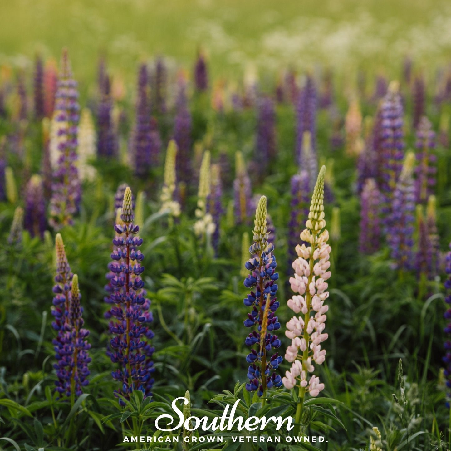 Perennial Lupine ā 50 Seeds