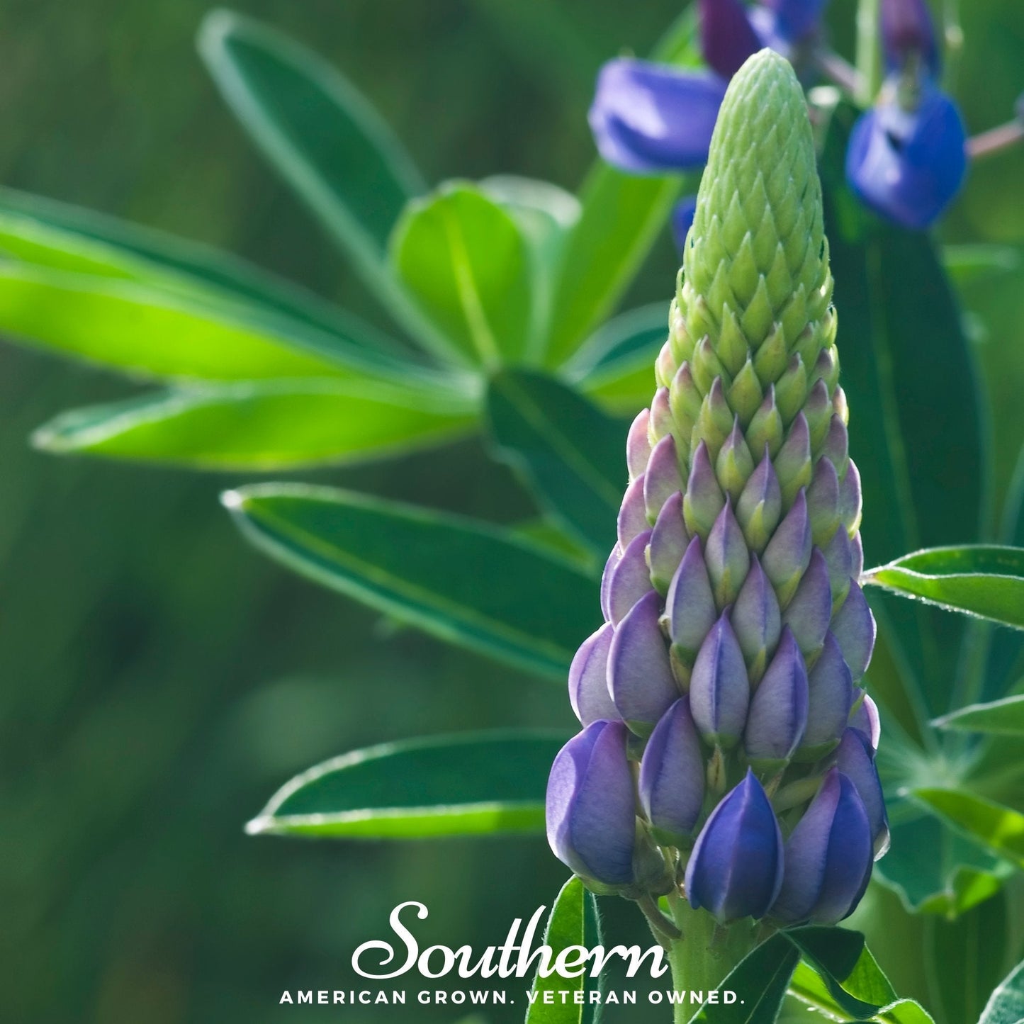 Perennial Lupine ā 50 Seeds