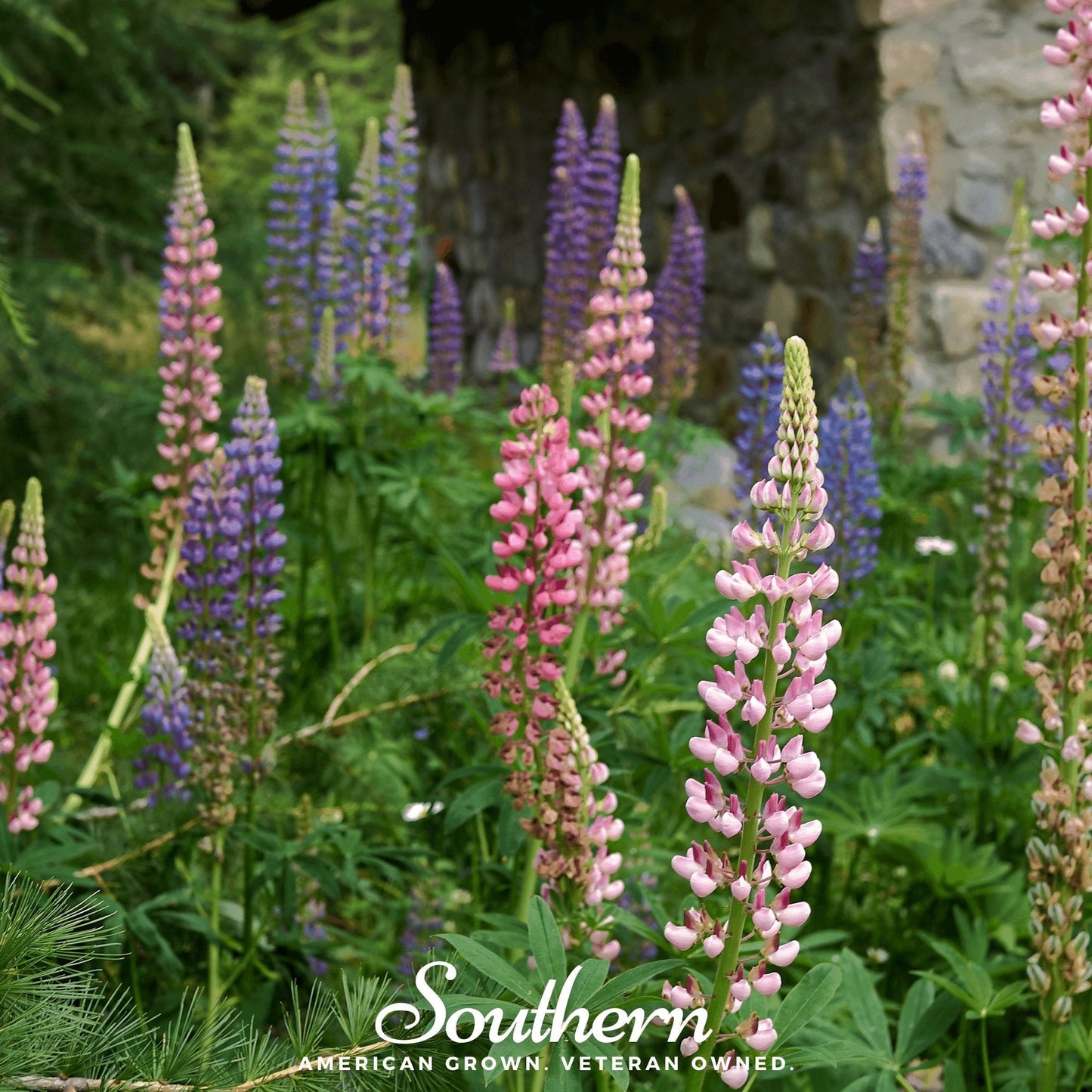 Russell Lupine ā 50 Seeds