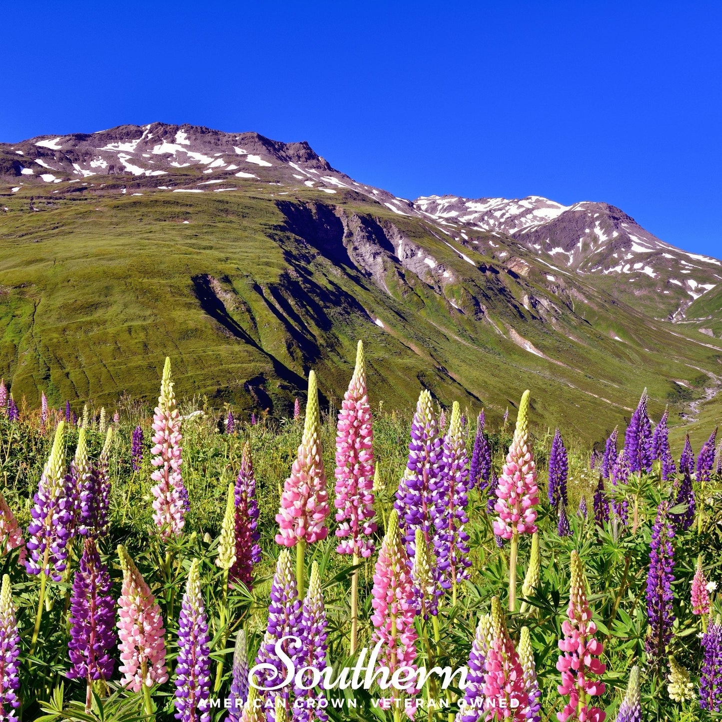 Russell Lupine ā 50 Seeds