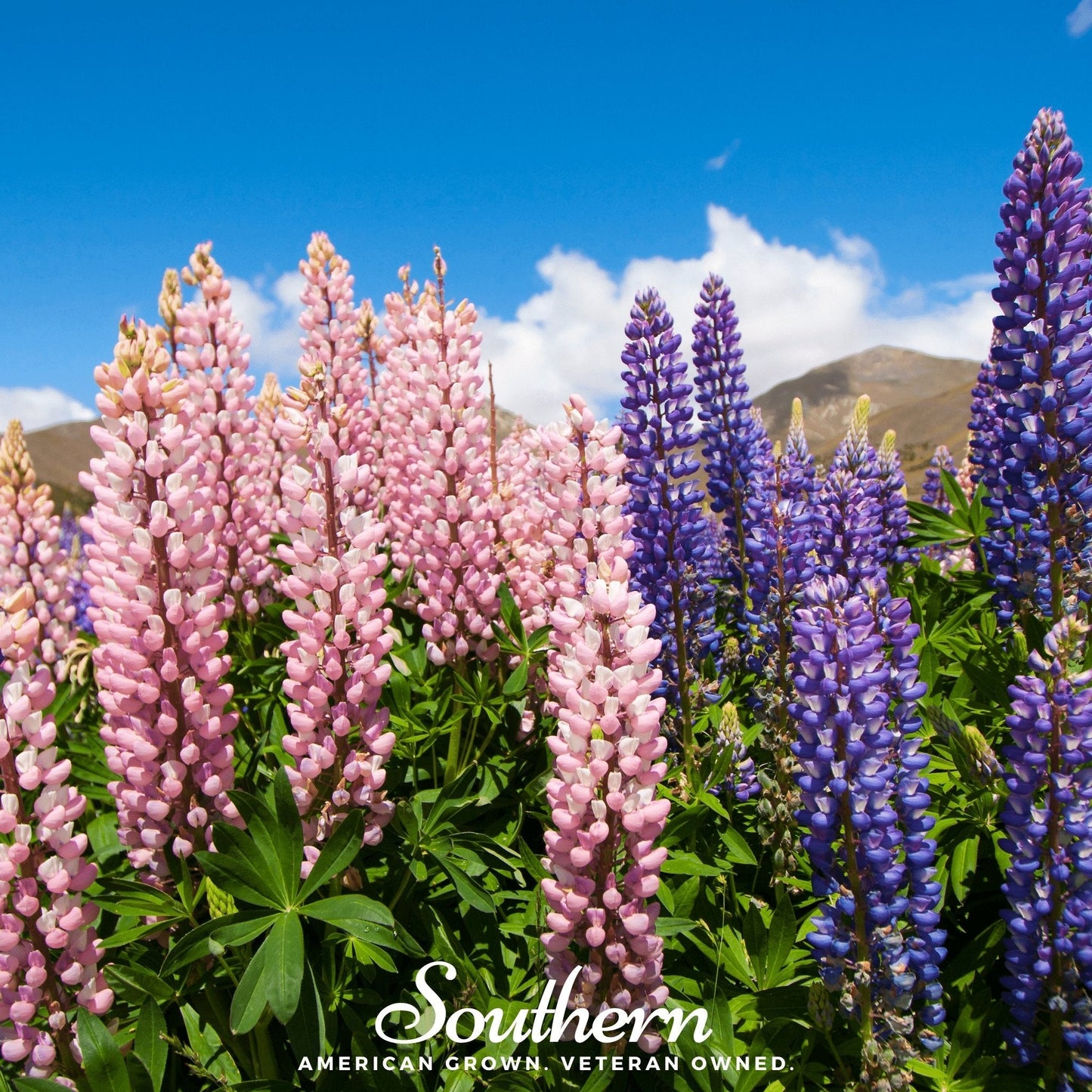 Russell Lupine ā 50 Seeds