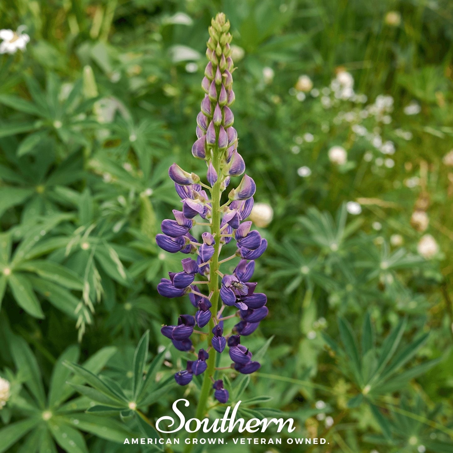 Russell Lupine ā 50 Seeds
