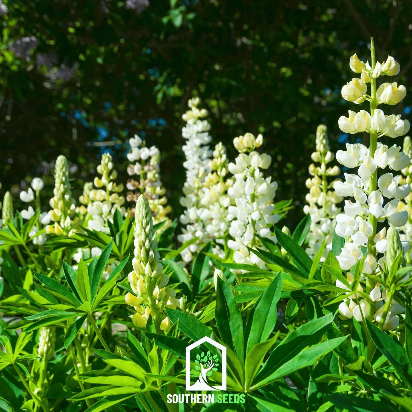 Noble Maiden Lupine Russell ā 50 Seeds