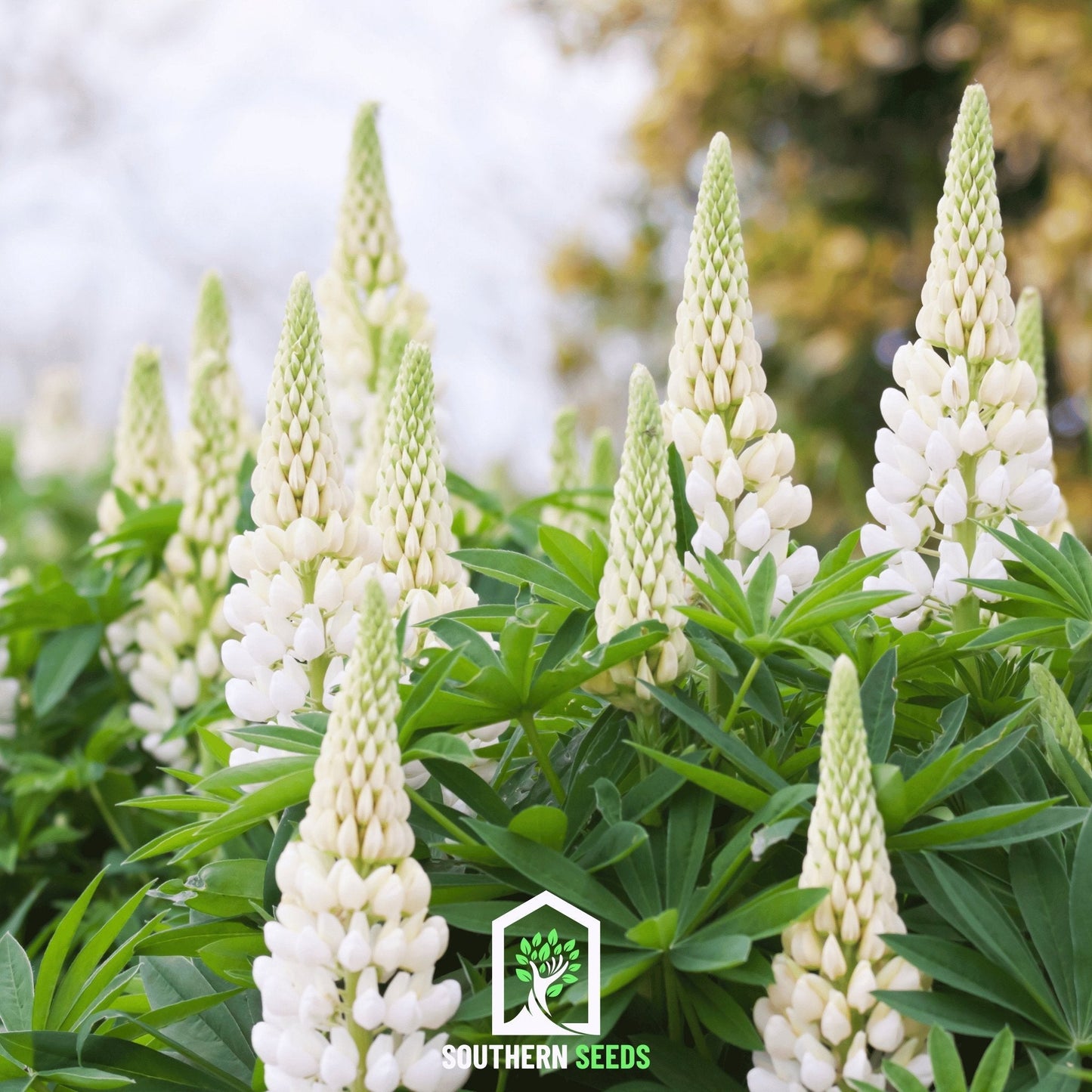 Noble Maiden Lupine Russell ā 50 Seeds