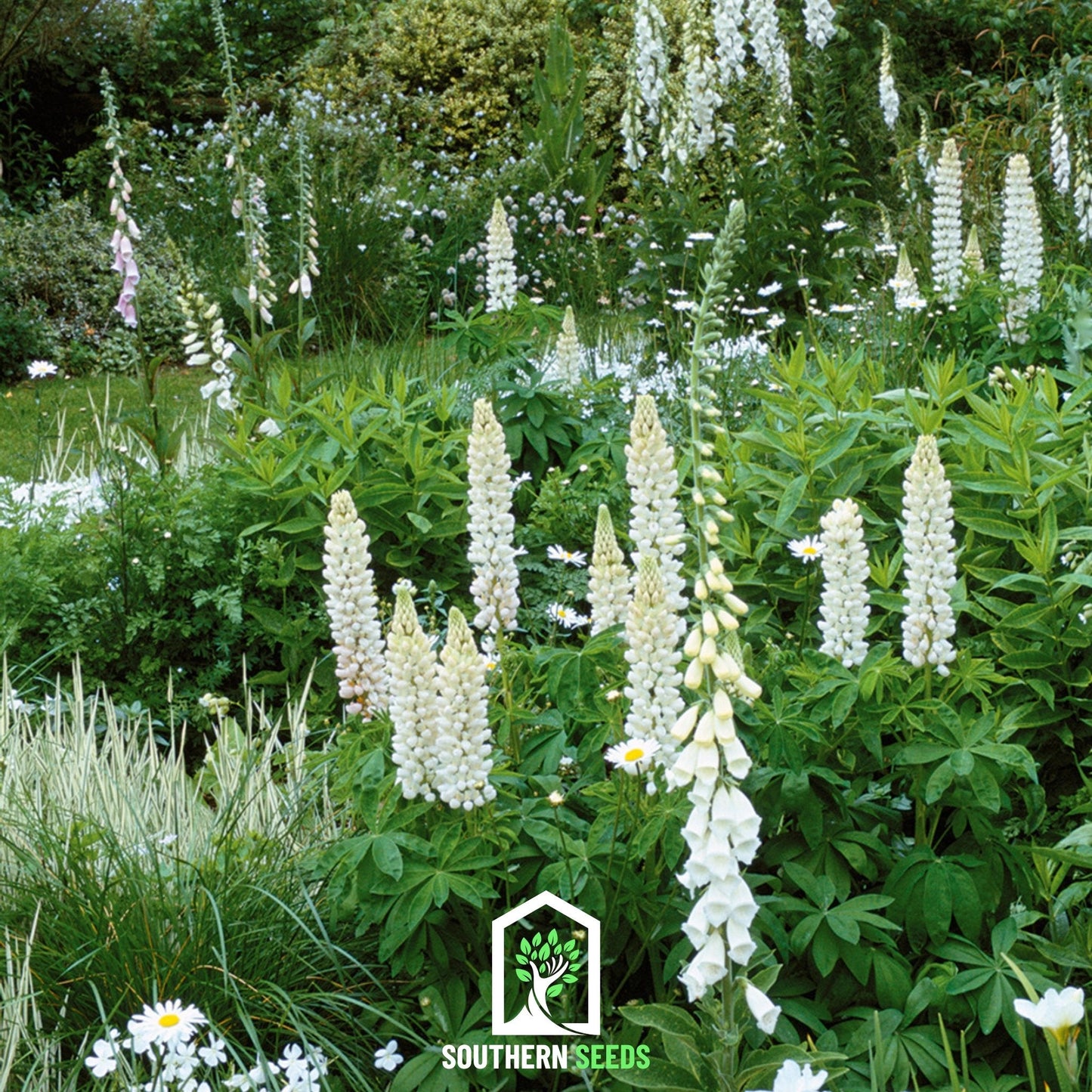 Noble Maiden Lupine Russell ā 50 Seeds