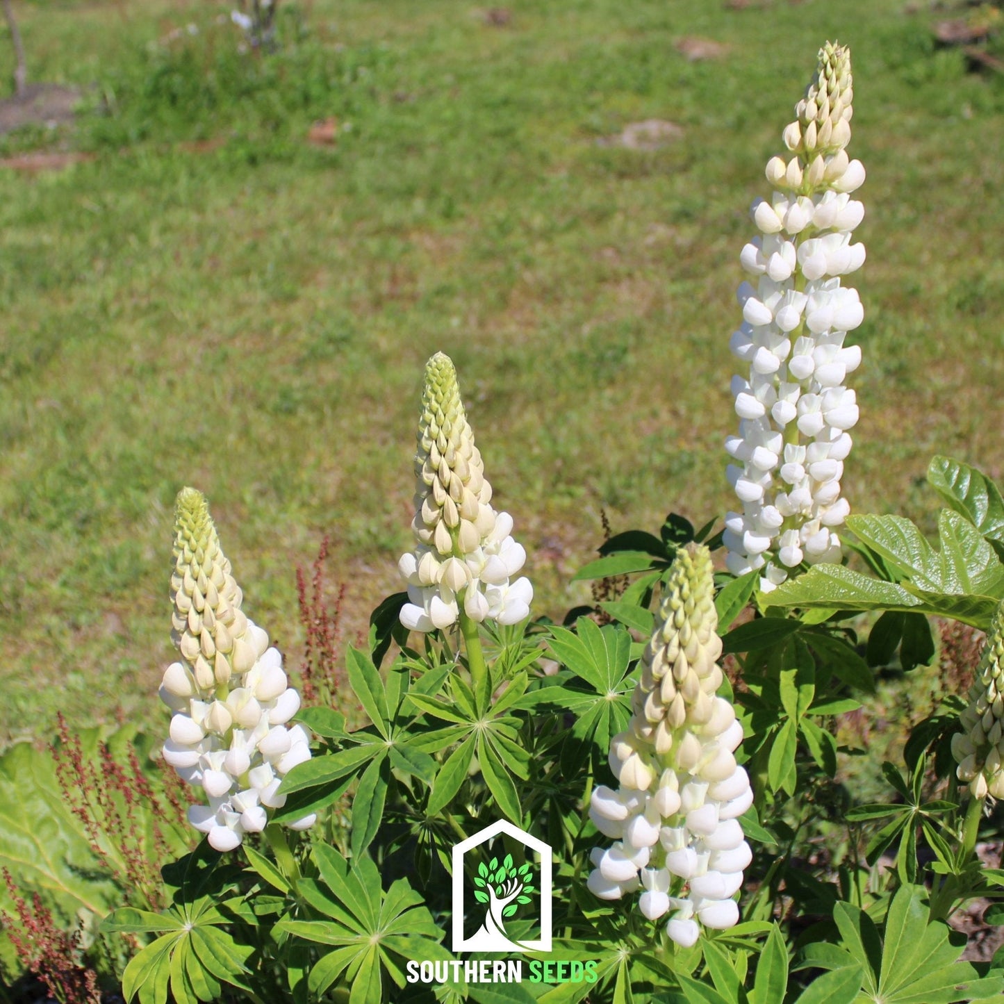 Noble Maiden Lupine Russell ā 50 Seeds