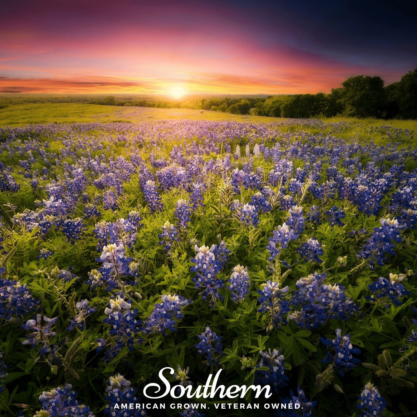 Texas Bluebonnet Lupine ā 50 Seeds