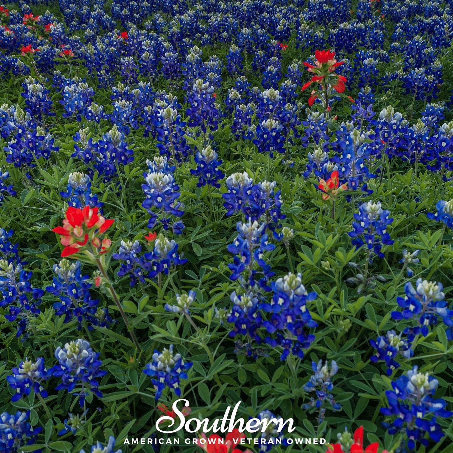 Texas Bluebonnet Lupine ā 50 Seeds