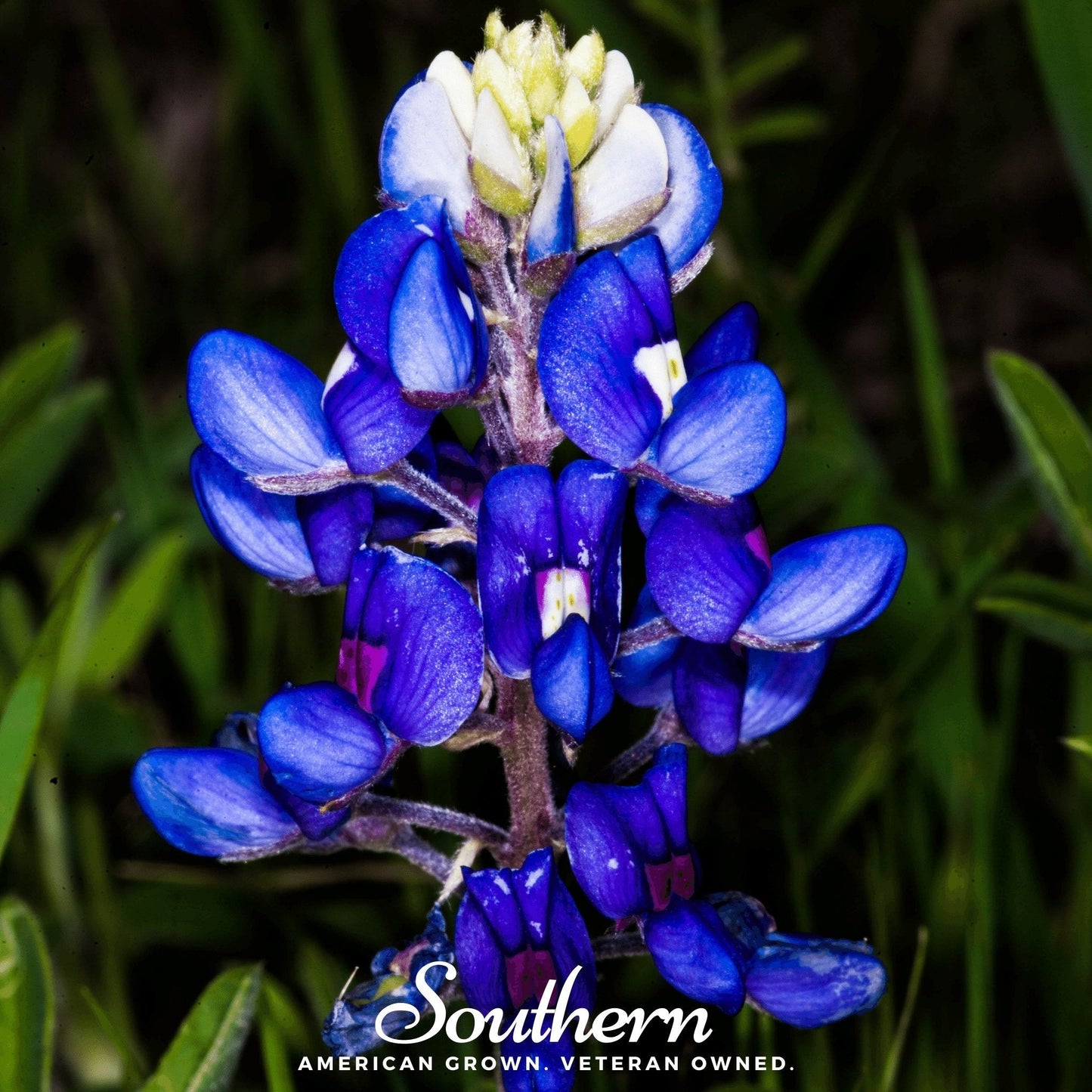 Texas Bluebonnet Lupine ā 50 Seeds