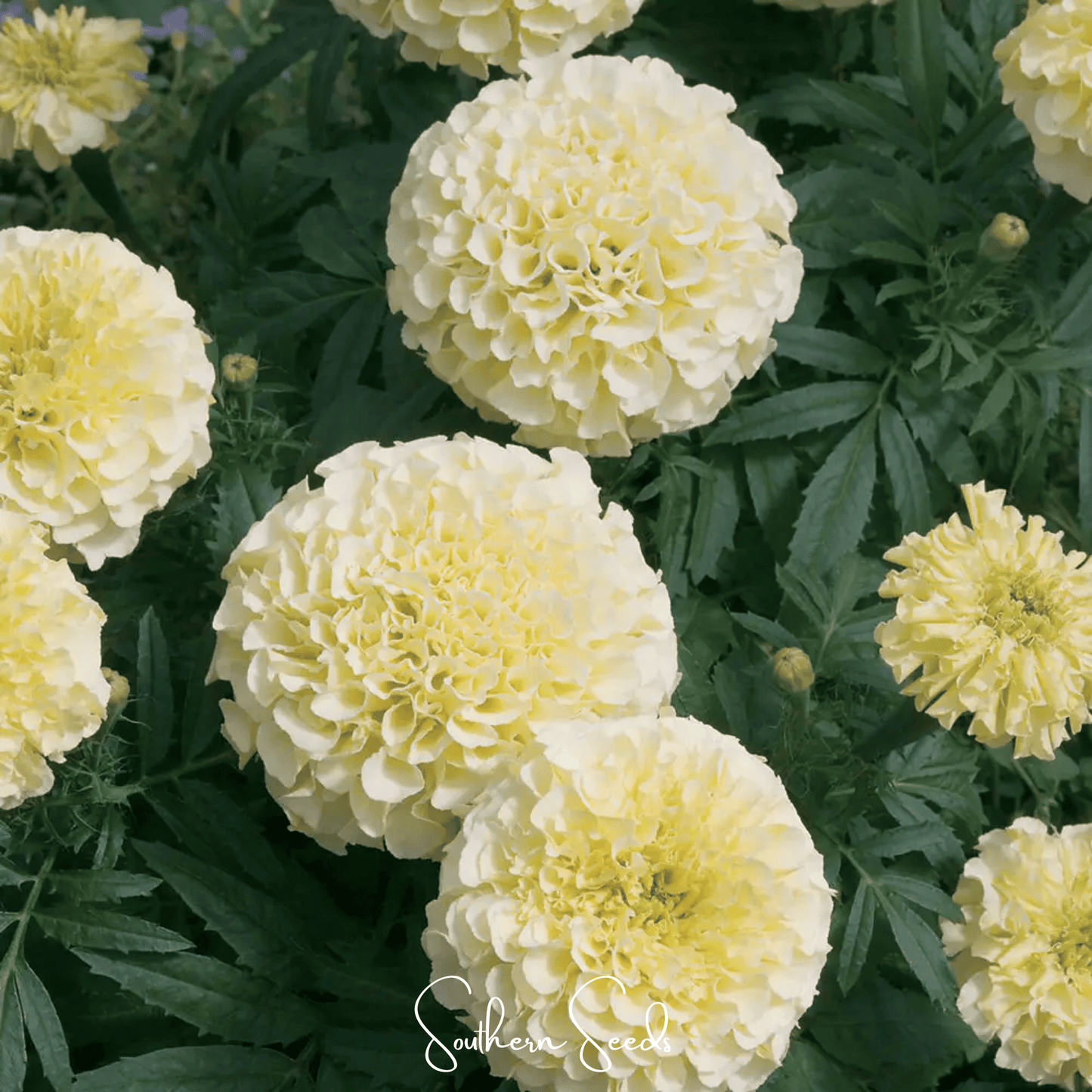 Moonlight African Marigold ā 50 Seeds