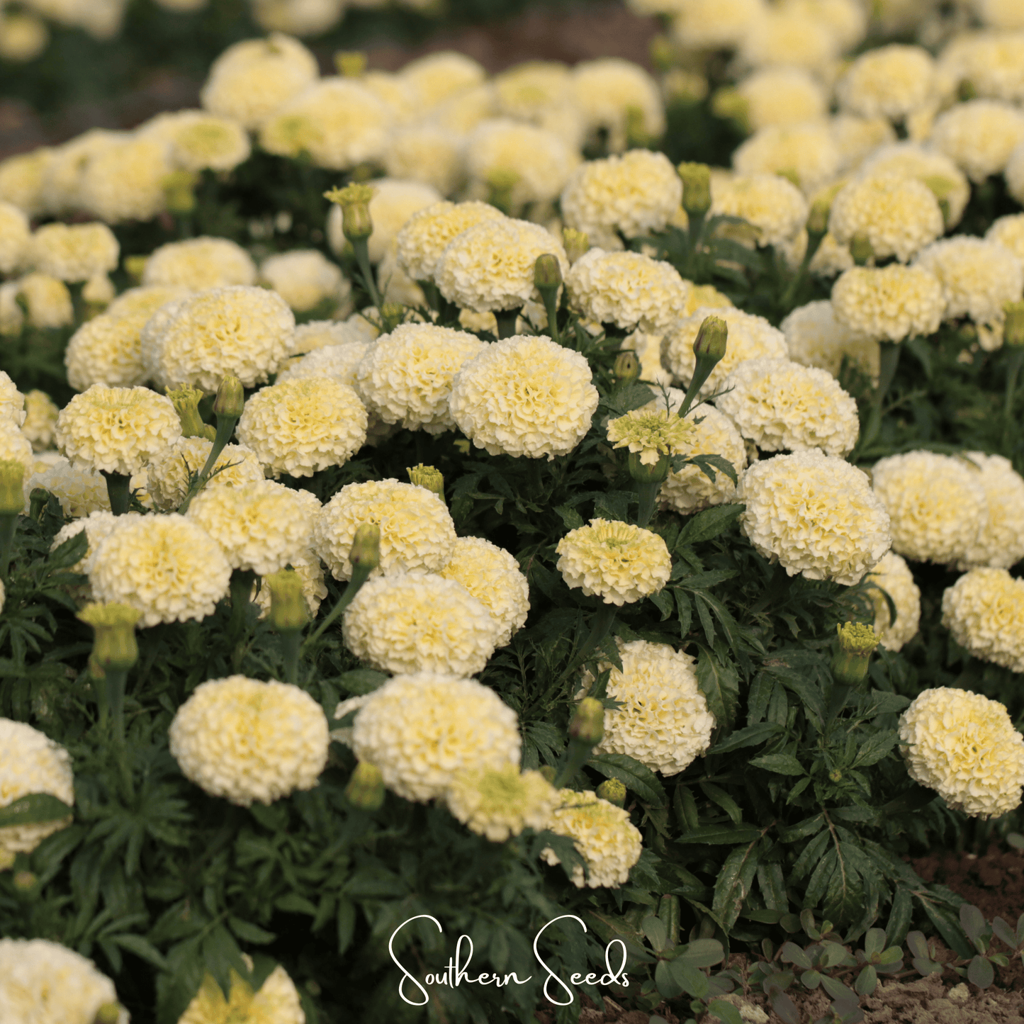 Moonlight African Marigold ā 50 Seeds