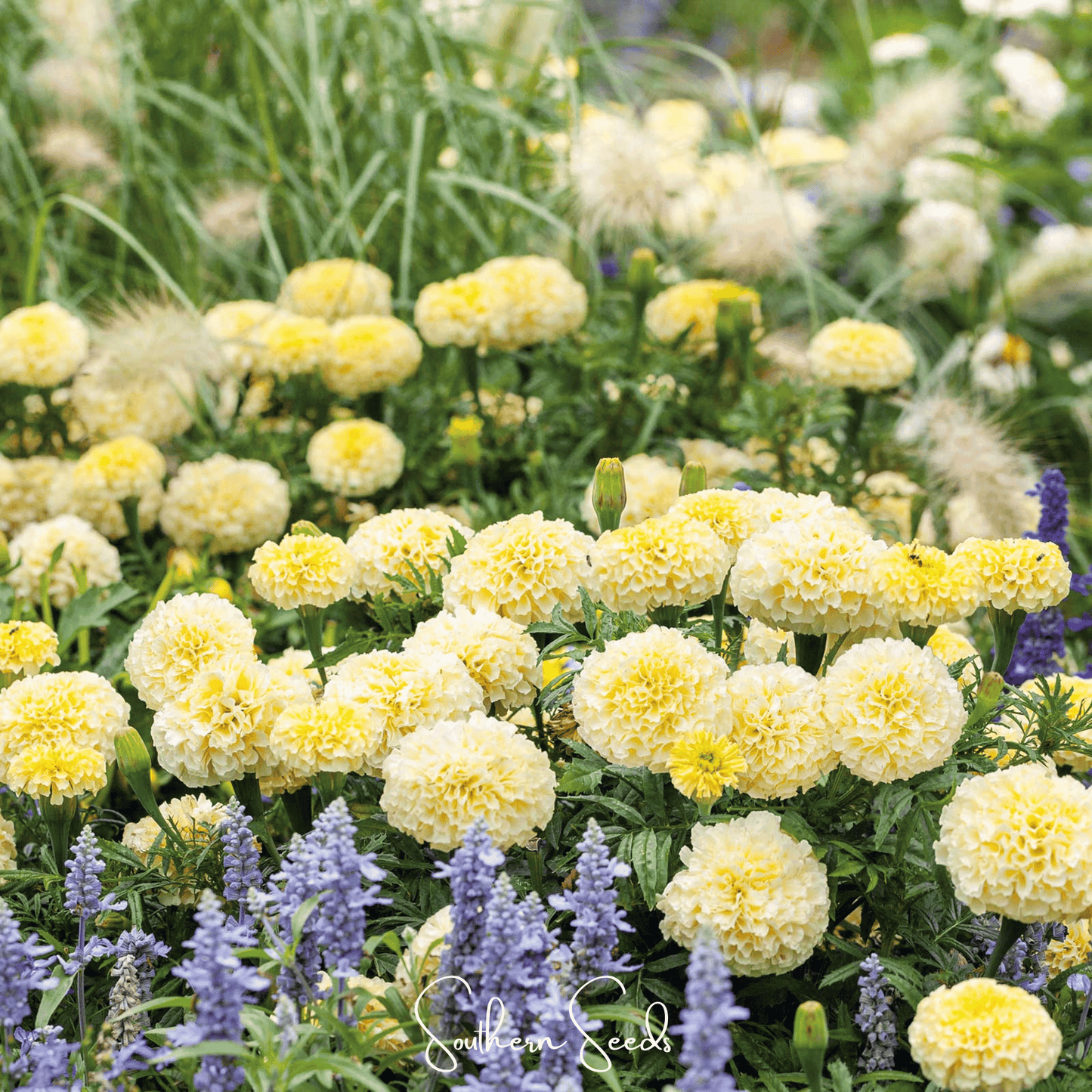 Moonlight African Marigold ā 50 Seeds