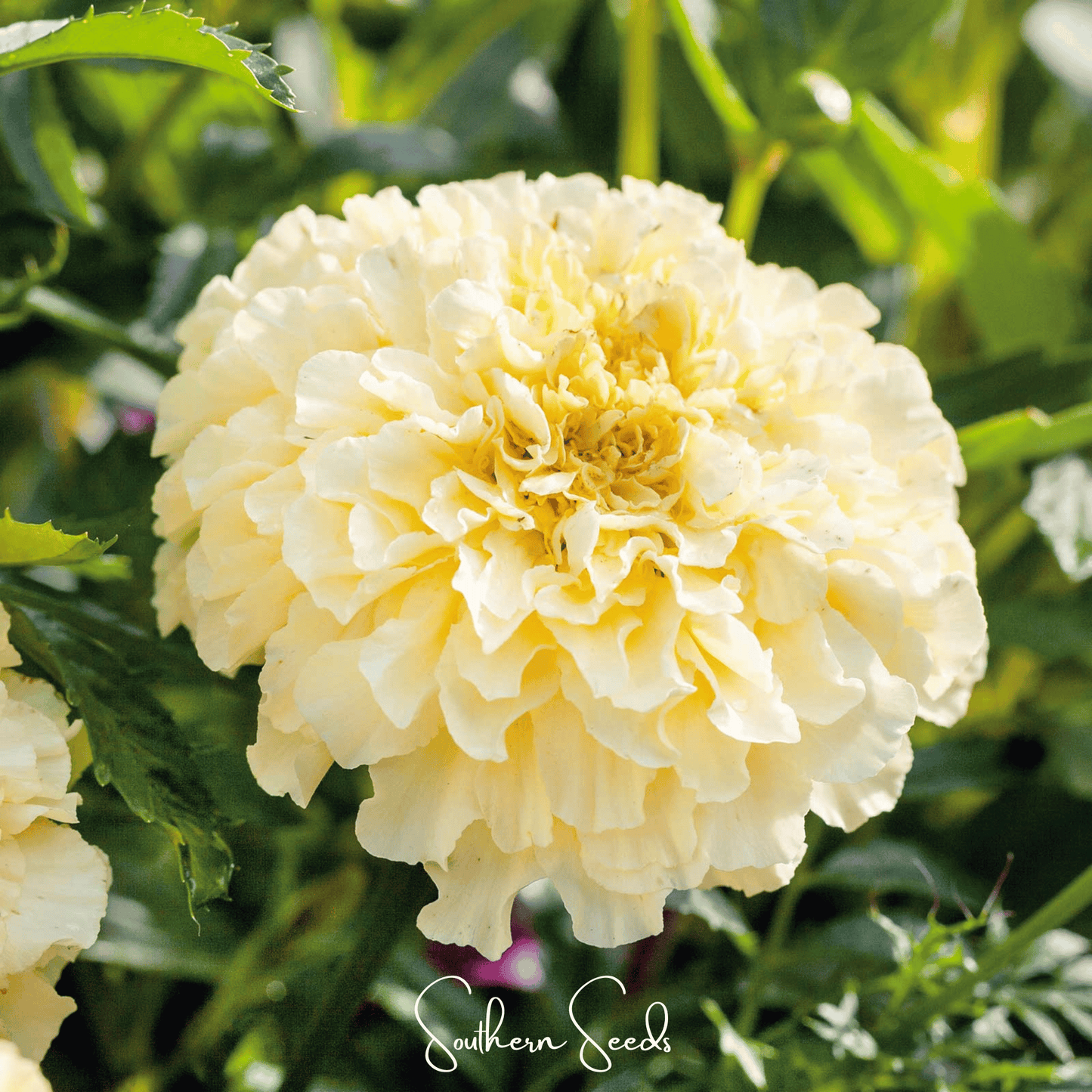 Moonlight African Marigold ā 50 Seeds