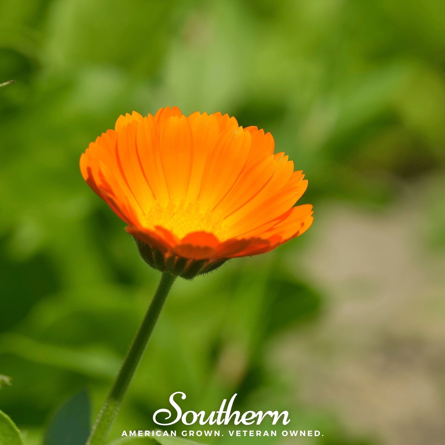 English Marigold ā 100 Seeds