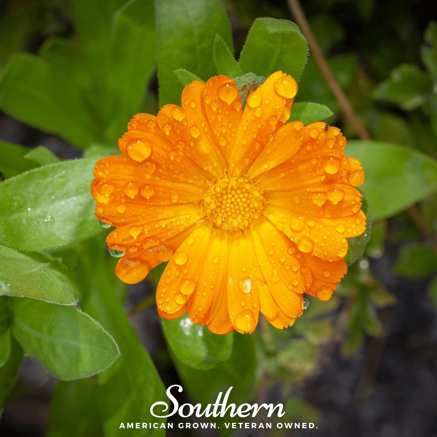 English Marigold ā 100 Seeds
