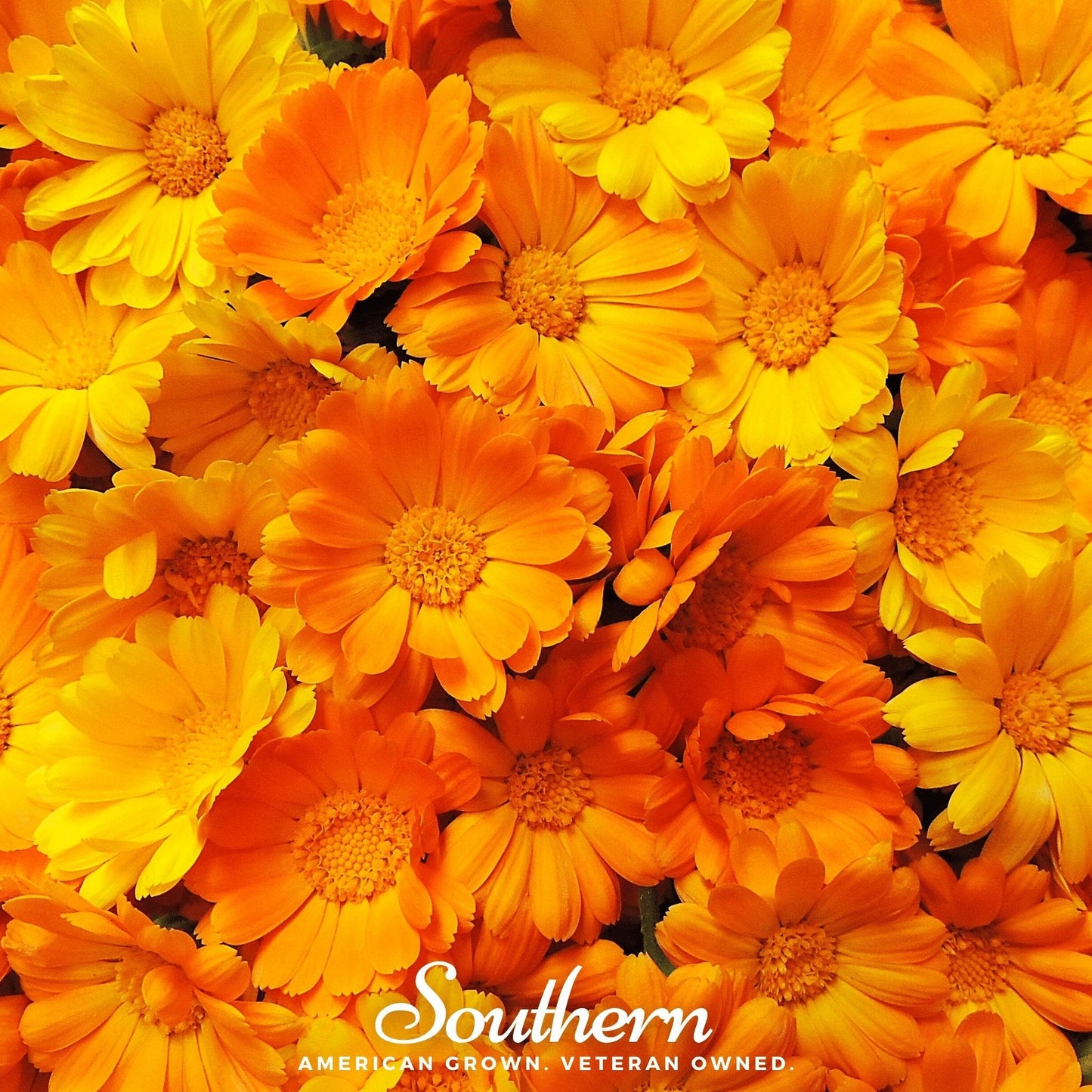 English Marigold ā 100 Seeds