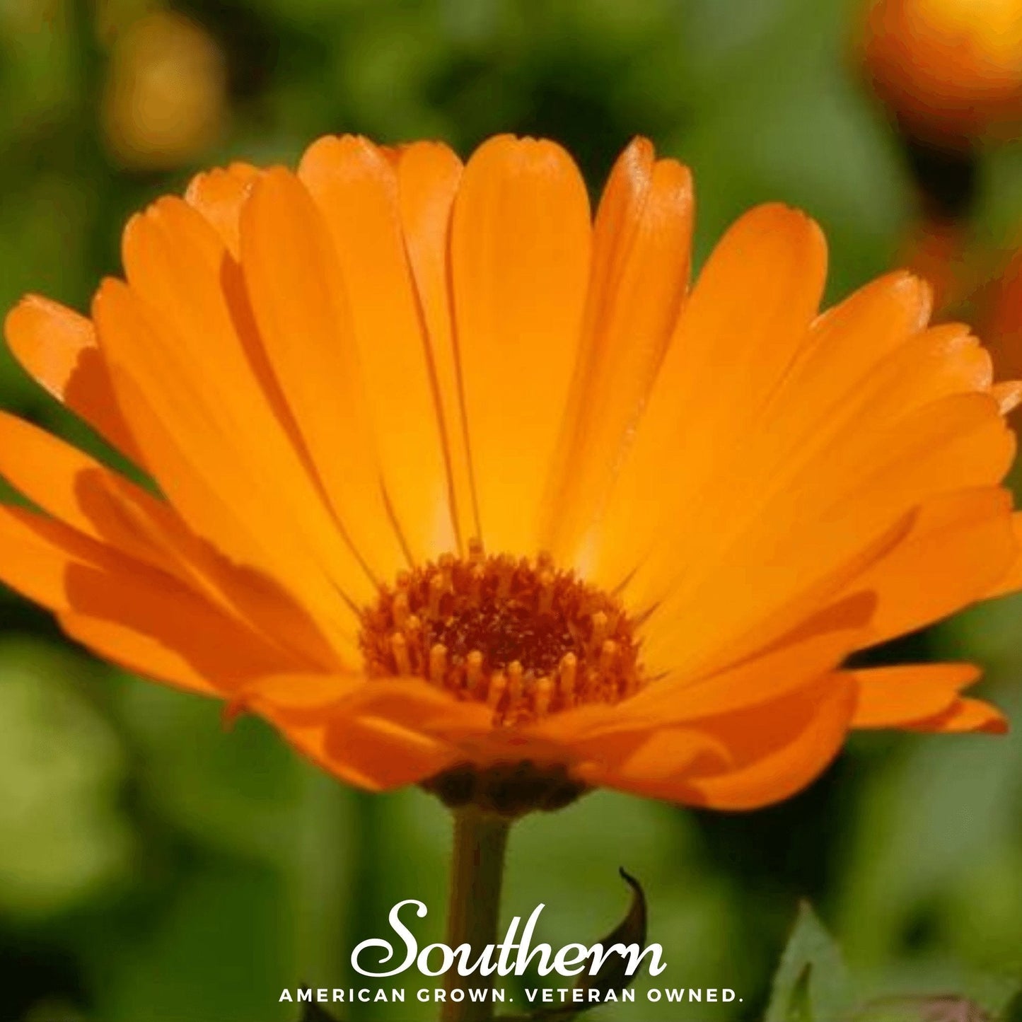 English Marigold ā 100 Seeds