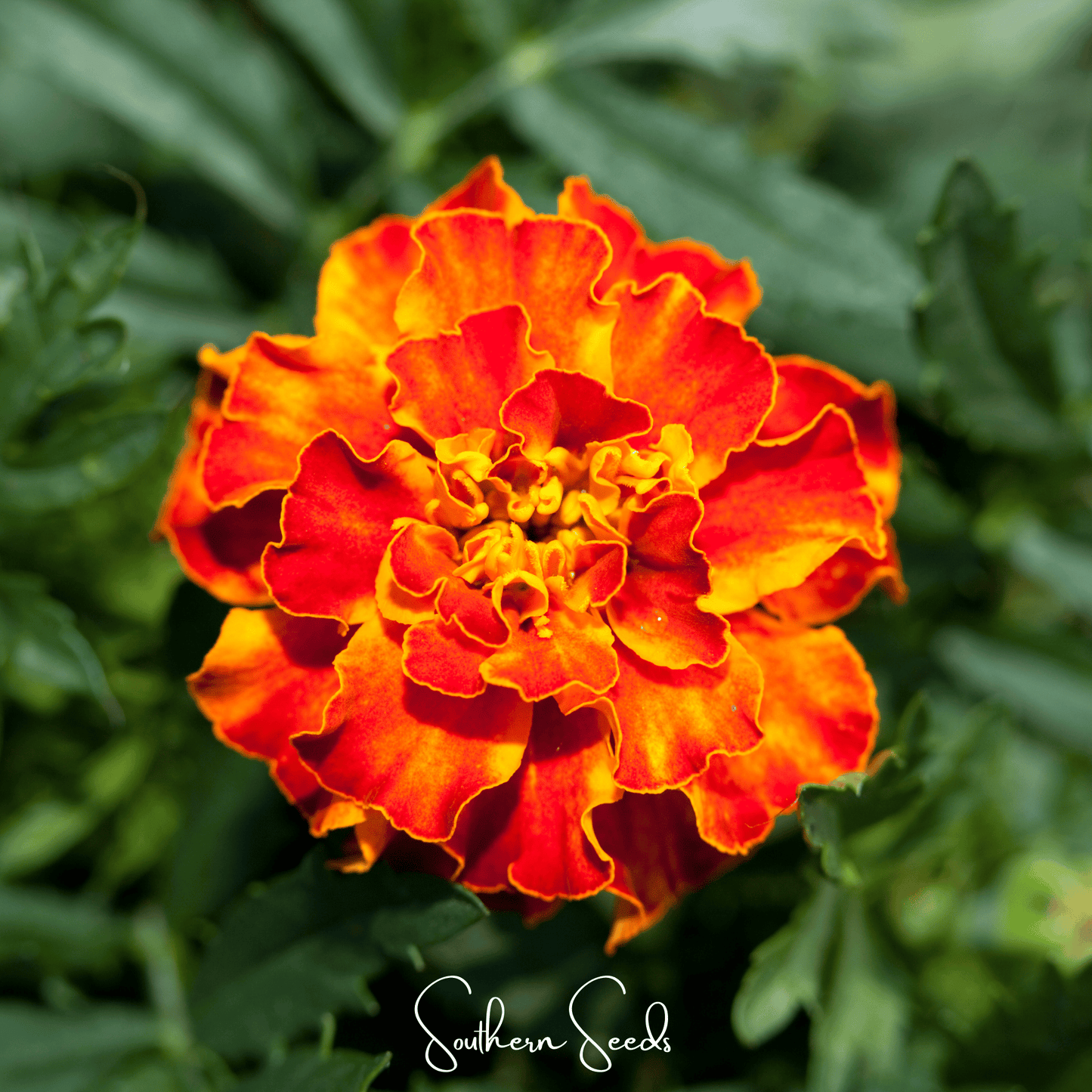 Bolero French Marigold ā 50 Seeds