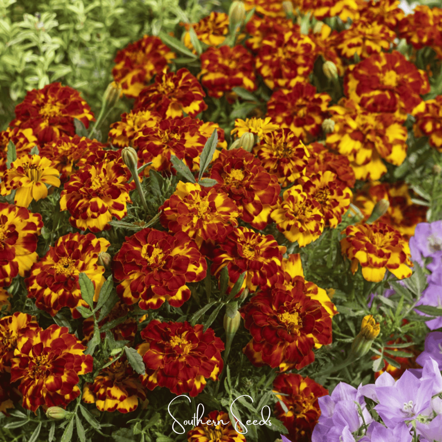 Bolero French Marigold ā 50 Seeds