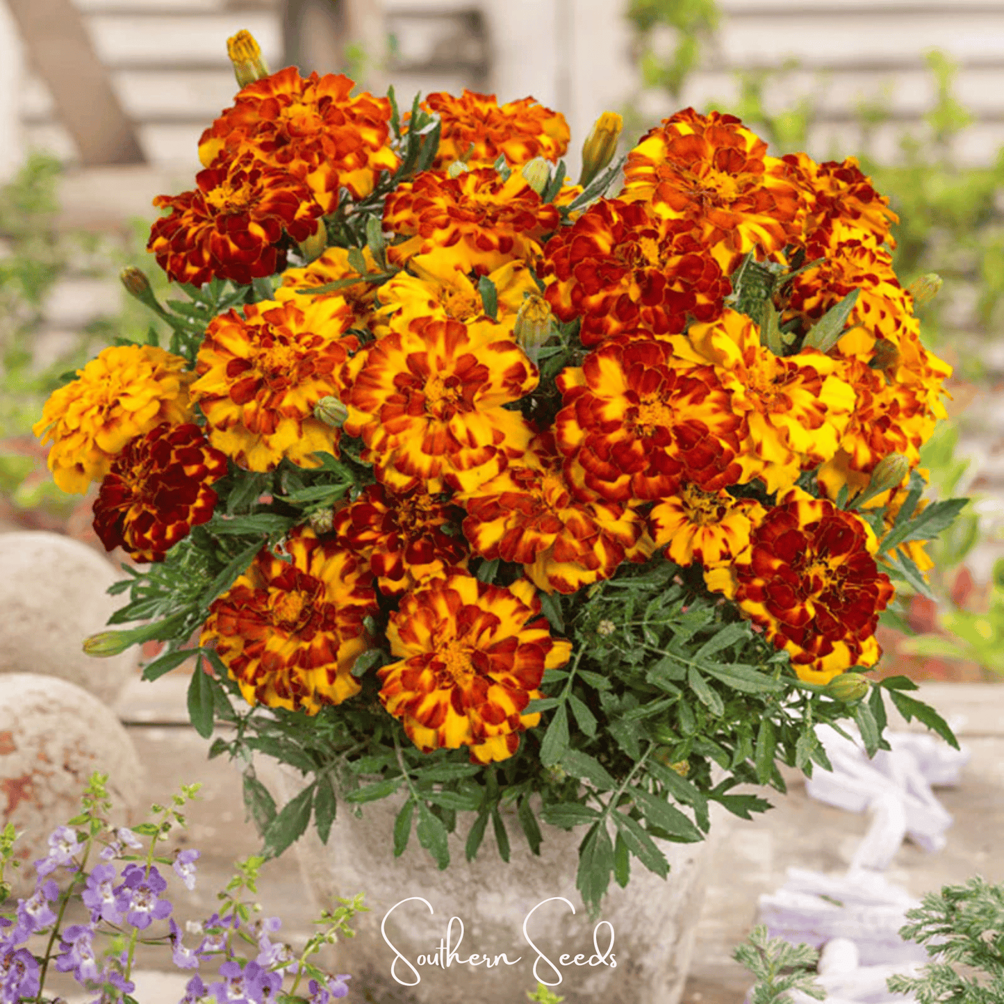 Bolero French Marigold ā 50 Seeds