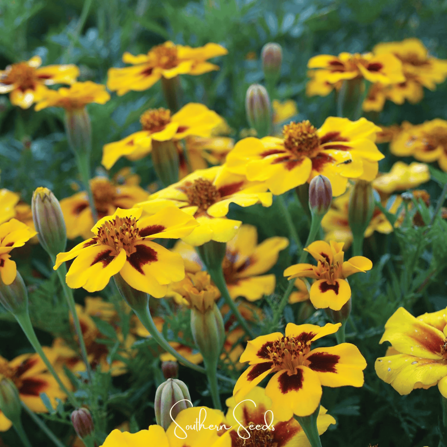 Naughty Marietta Marigold ā 100 Seeds