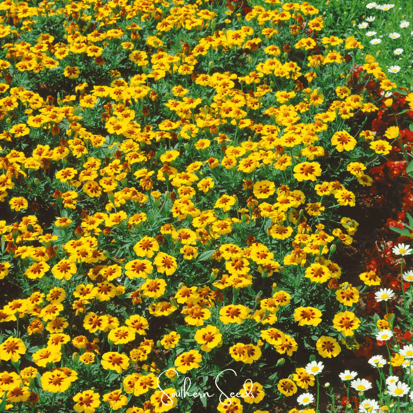 Naughty Marietta Marigold ā 100 Seeds