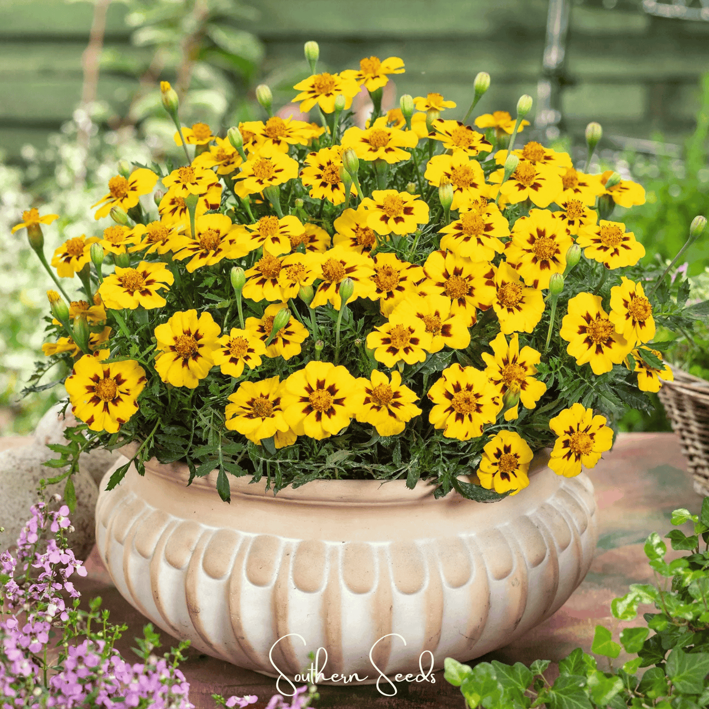 Naughty Marietta Marigold ā 100 Seeds