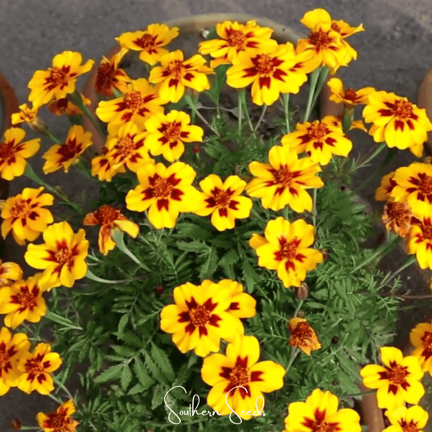 Naughty Marietta Marigold ā 100 Seeds