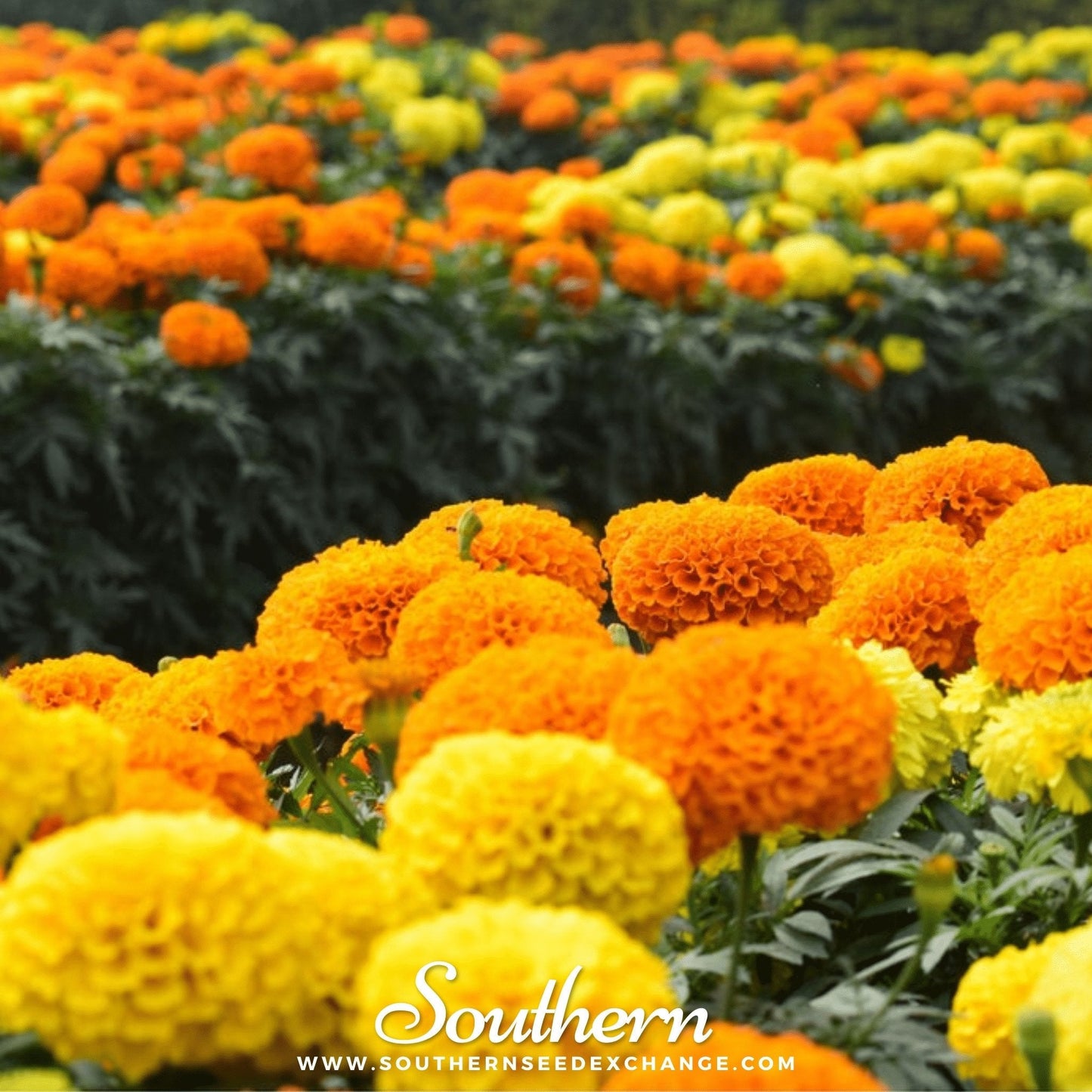Petite French Marigold (French) ā 100 Seeds