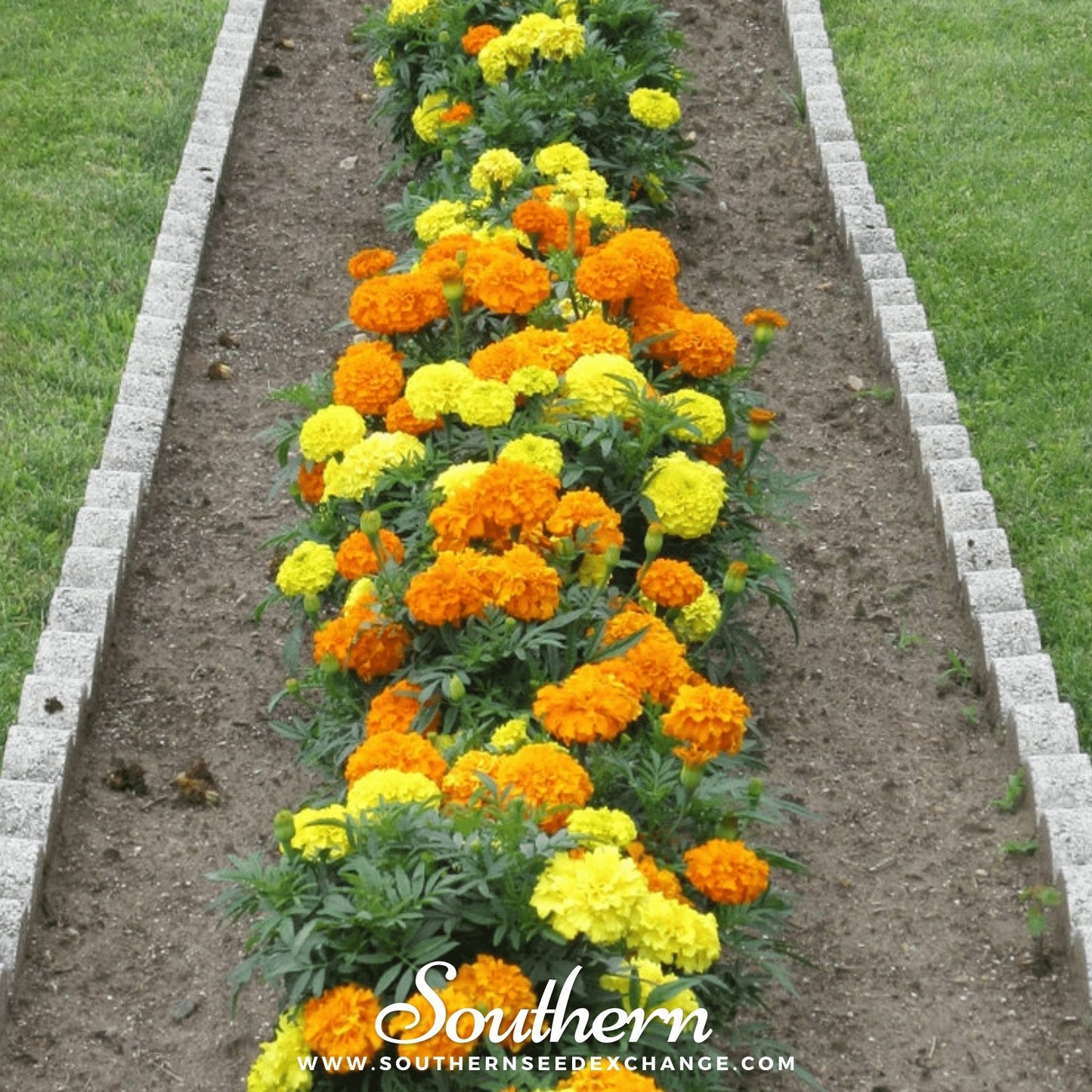 Petite French Marigold (French) ā 100 Seeds