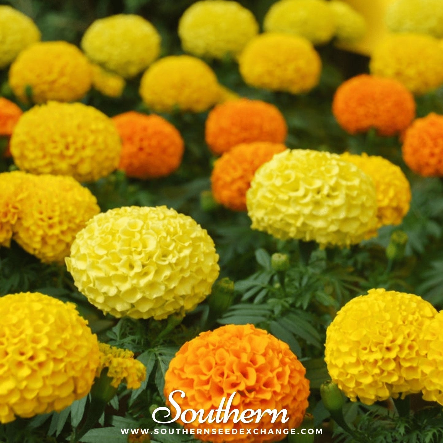Petite French Marigold (French) ā 100 Seeds