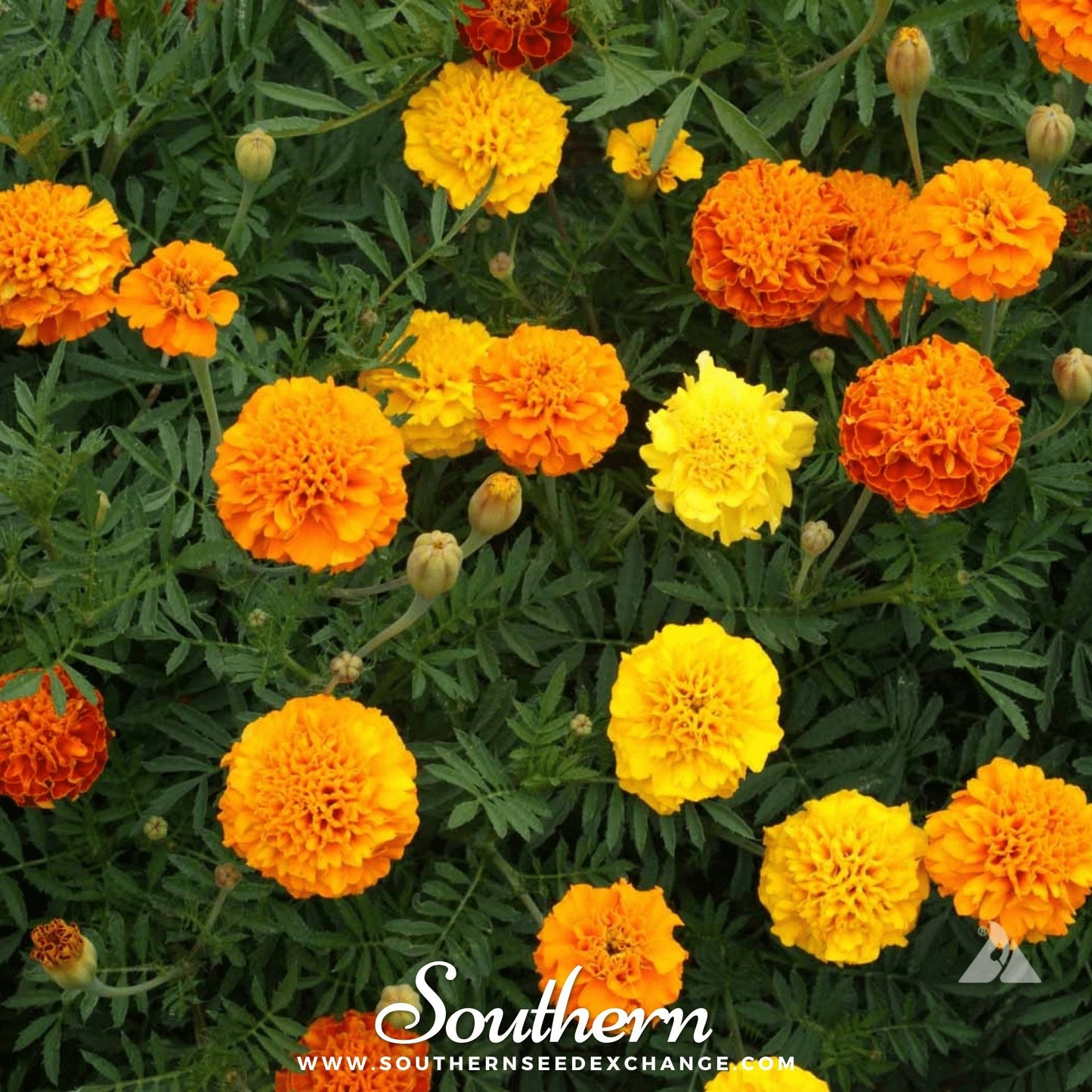 Petite French Marigold (French) ā 100 Seeds