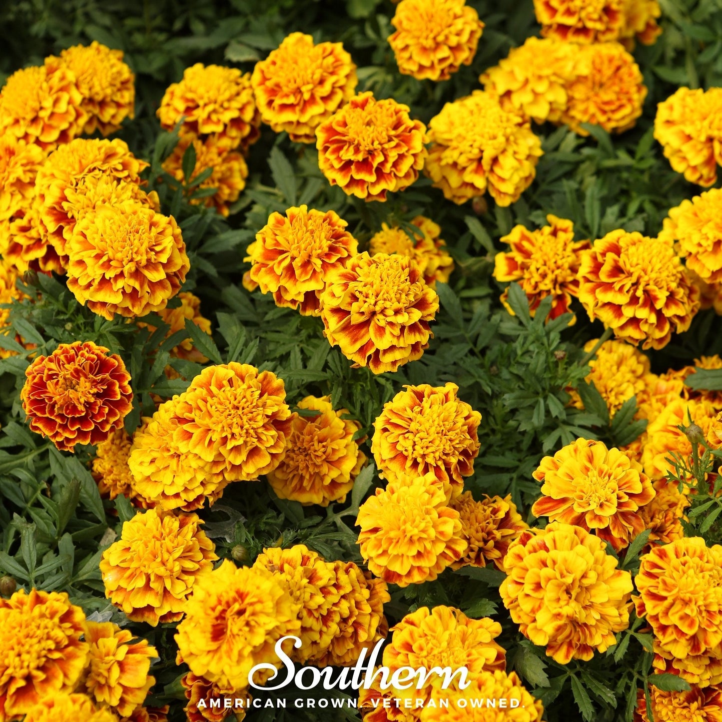 Sparky Marigold (French) ā 100 Seeds