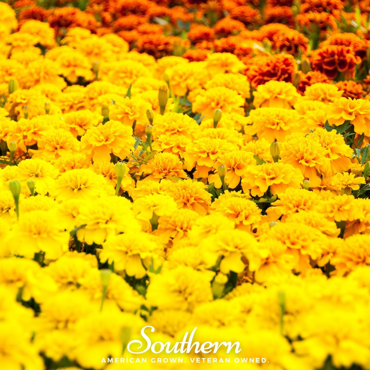 Sparky Marigold (French) ā 100 Seeds