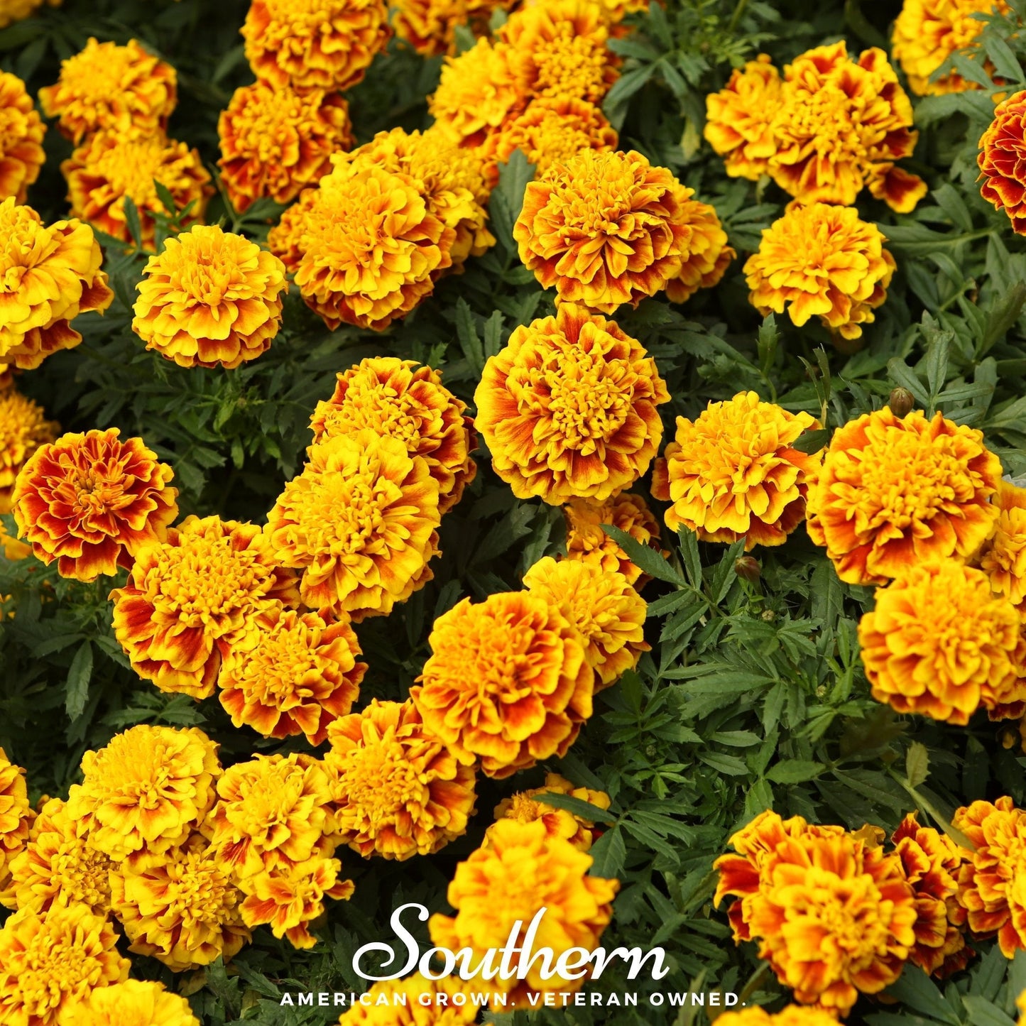 Sparky Marigold (French) ā 100 Seeds