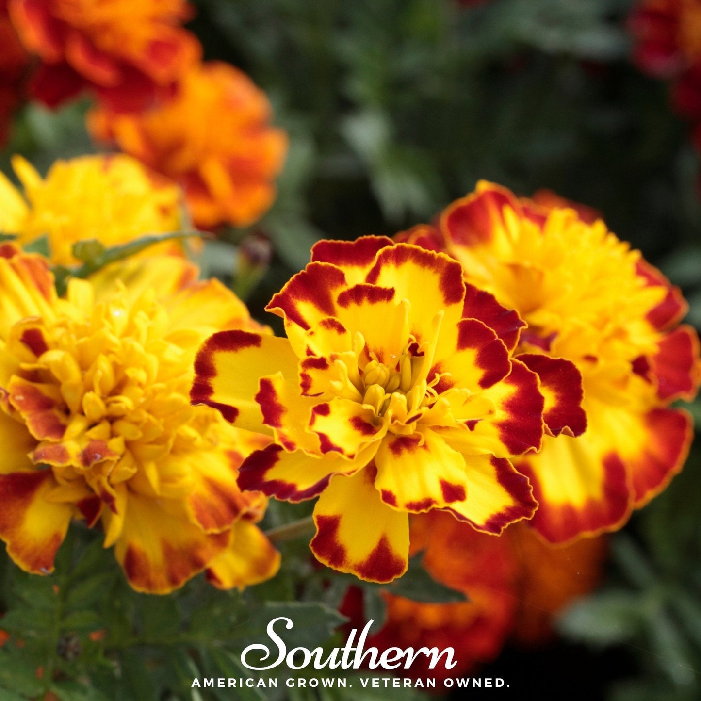 Sparky Marigold (French) ā 100 Seeds