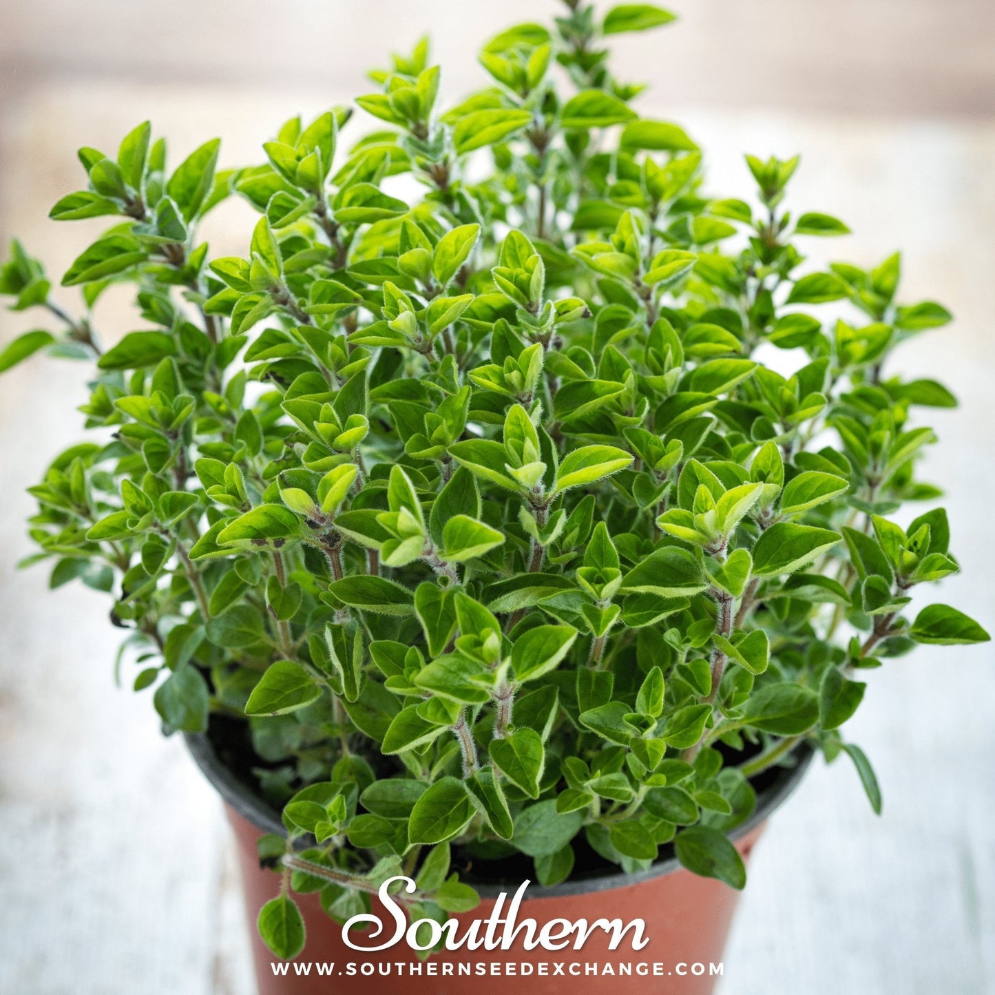 Sweet Marjoram ā 100 Seeds