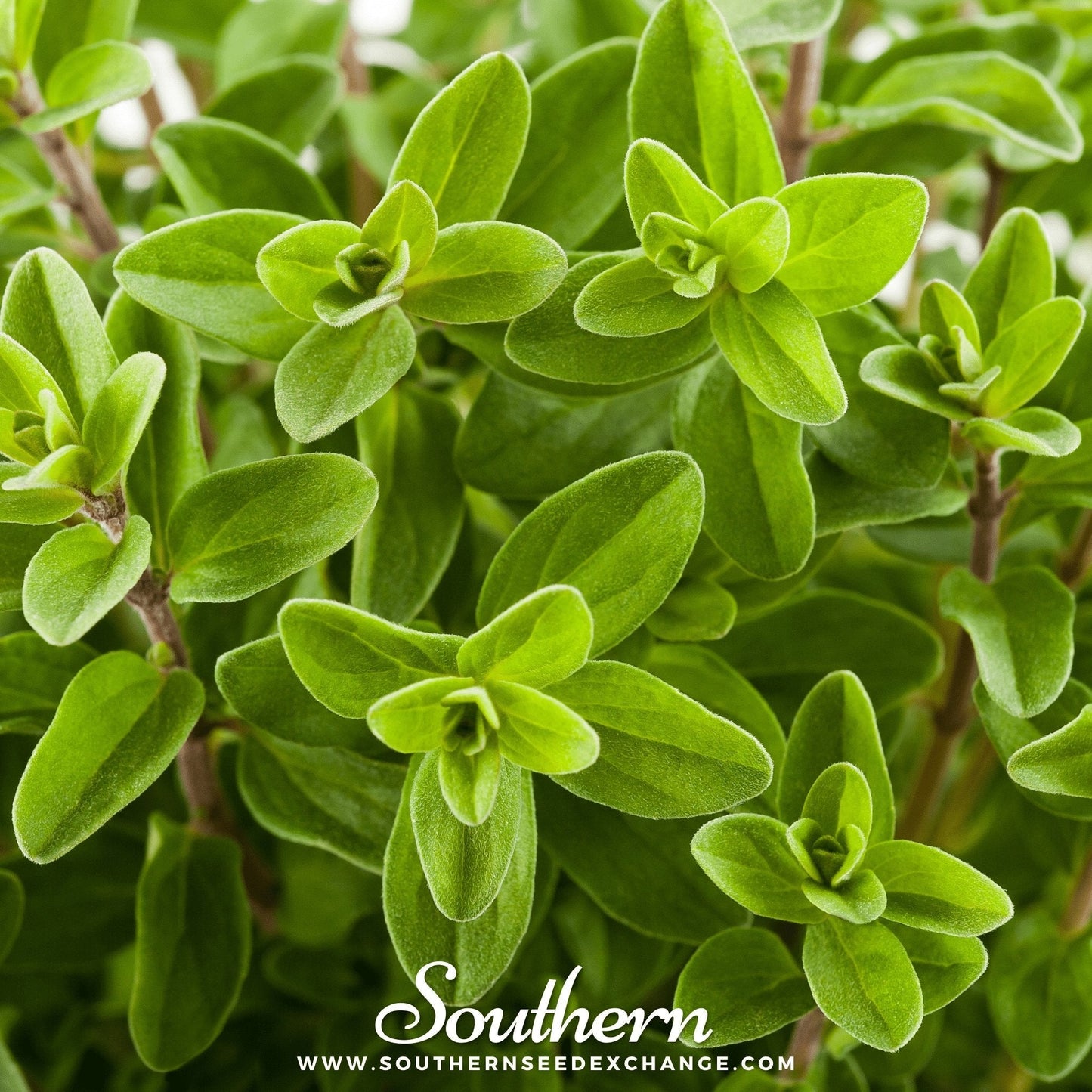 Sweet Marjoram ā 100 Seeds